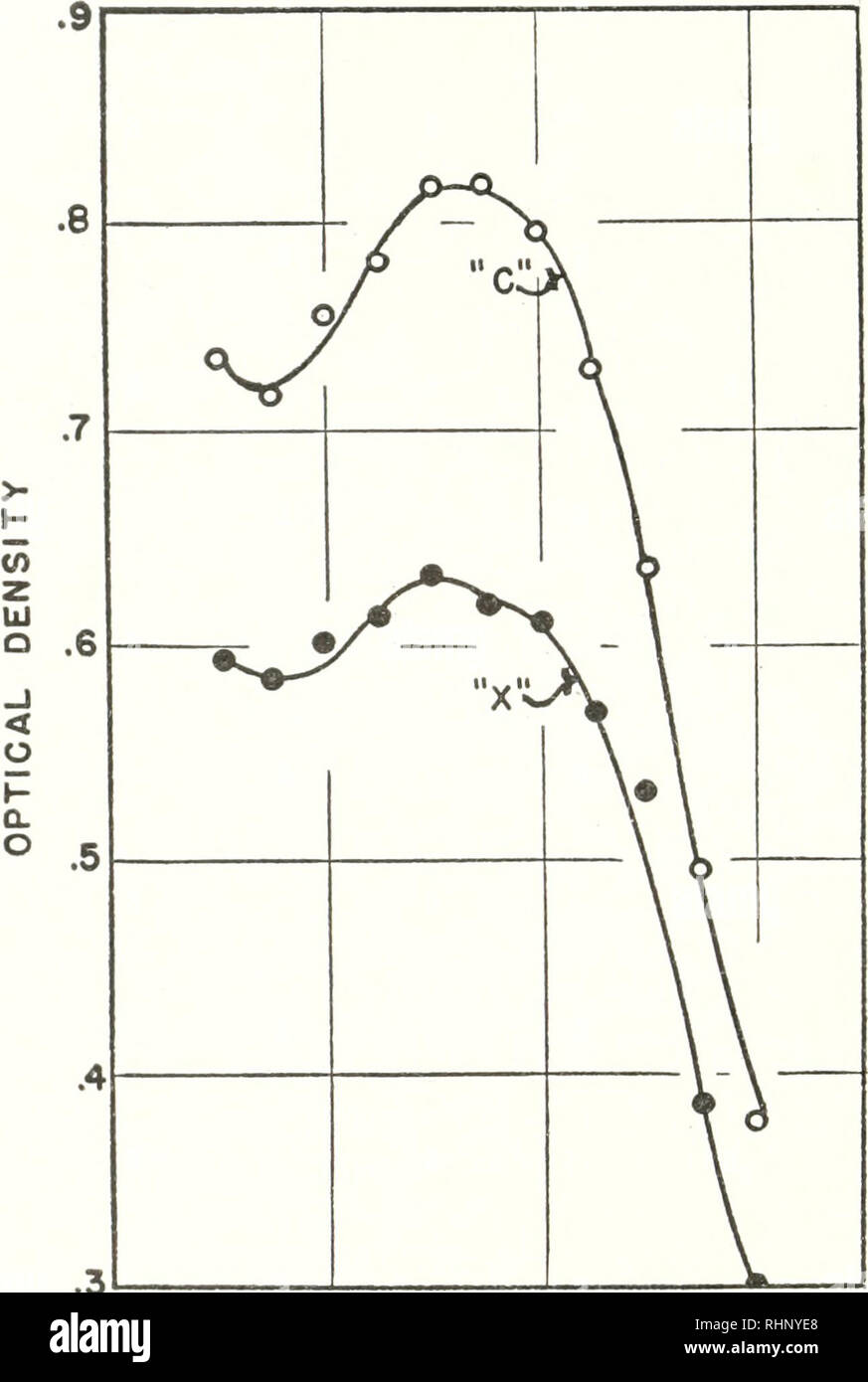 . Die biologische Bulletin. Biologie; Zoologie; Biologie; Meeresbiologie. 372 PAUL R. BRUTTO ein homogciiate wurde in der üblichen Weise vorbereitet und dann in den trockenen eingefroren - Eis und Aceton und "getrocknete-in racno. Später, dieses Material wurde mit Eis-kalt destilliertes Wasser rekonstituiert. Dieses Material wurde selbst bei einem pH-Wert von 6,55 gepuffert, wie mit der Glaselektrode gemessen. Yhen das homogenat wurde auf 21°C gebracht und behandelt mit CaCl., (endkonzentration - - 0.005 m) das Material Farbe von braun bis tief rot geändert innerhalb von ein paar Minuten. Der pH-Wert des Systems sank von 6,55 auf 5,50. 230 250 270 290 Wellenlänge FIGU Stockfoto