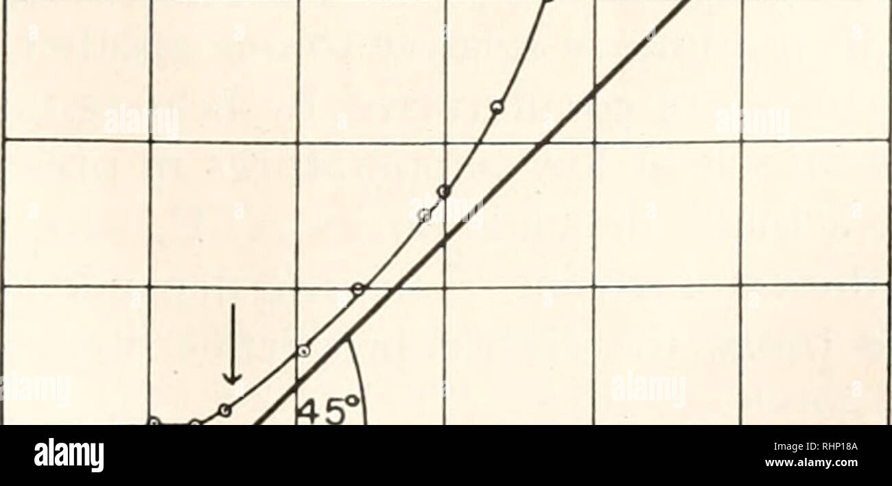 . Die biologische Bulletin. Biologie; Zoologie; Biologie; Meeresbiologie. Freie Energie im Muskel 157 Der Muskel gehorcht das Hookesche Gesetz bis zur Hälfte der maximalen Spannung. An der Stelle, wo es anfängt zu starke Spannung zu entwickeln, Stretching beginnt unelastisch werden, wodurch das Gleiten und dauerhafte Schäden an der Muskulatur. Elastizität, ATP, und Flic hang Abl. Der eine F-Kennlinie frisch isolierten Streifen von der Psoas hohe Elastizität zeigen. Nach dem Tod des Tieres, seine ATP verschwindet allmählich in ein paar Stunden Zeit, wie durch M. Borbiro in einem separaten Papier gezeigt (s. 162-7 in dieser Ausgabe). Parallel zu diesem disappearan Stockfoto