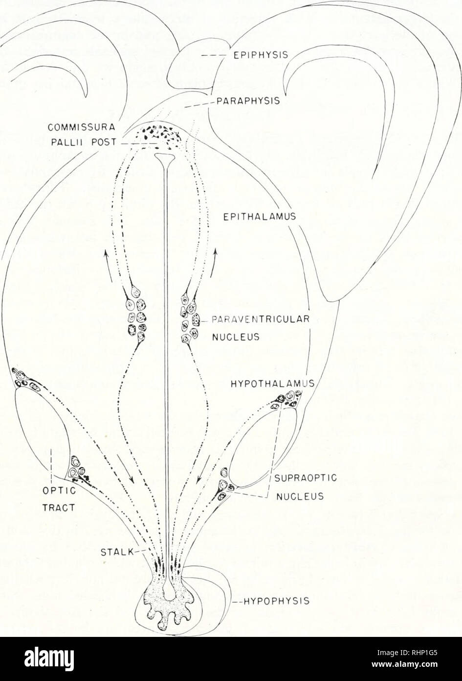 . Die biologische Bulletin. Biologie; Zoologie; Biologie