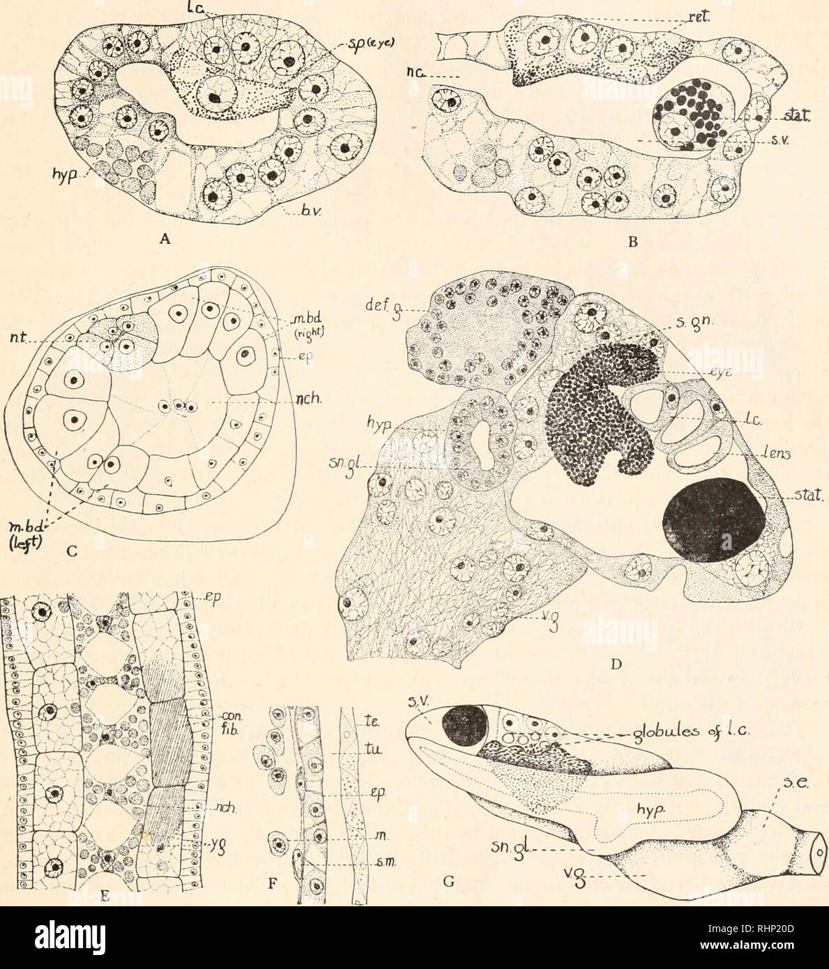 Die Biologische Bulletin Biologie Zoologie Biologie Meeresbiologie Amaroecium Constellatum Ii 73 Ret Abbildung 4 4 Querschnitt