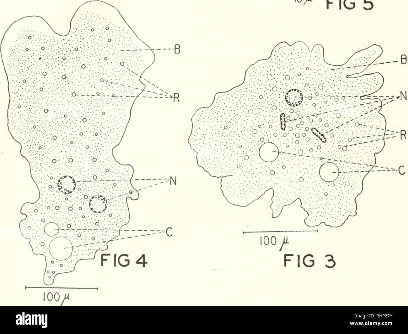 . Die biologische Bulletin. Biologie; Zoologie; Biologie; Meeresbiologie. oo yt Abb. Zahlen 2-5. Abbildung 2. Kamera Skizze der anucleate Fragment des Pclomy. va Carolinensis. C, kontraktile Vakuolen; F, Essen - vakuole mit einem chilornonad, die eingenommen wurde, nachdem alle Kerne entfernt worden war; F1, Essen - vakuole vor dem Betrieb; R, refraktive Gremien; B, beta Granulat. Abbildung 3. Kamera Skizze für ein Fragment eines pelomyxa eine Minute, nachdem er unterbrochen worden war. B, beta Granulat; C, kontraktile Vakuolen; N, Kerne; R, Refraktive stellen. Das Fragment hatte keine kontraktile Vakuolen, wenn es geschnitten wurde, Stockfoto