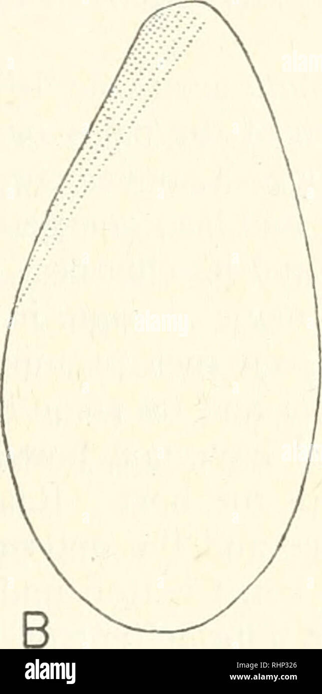 . Die biologische Bulletin. Biologie; Zoologie; Biologie; Meeresbiologie. c ABBILDUNG 1. Crebricoma carinata (Raabe) Comb. nov. Verteilung der ciliary Zeilen. Semi-schematische Darstellungen auf der Basis von Camera lucida Zeichnungen von Exemplaren, die in der Flüssigkeit und Schaudinn, imprägniert mit aktiviert Silber albumose (protargol). A. in der ventralen Aspekt, B. in der Dorsalen Aspekt, C. Ansicht der vorderen Ende. Die suctorial Tentakel auf der rechten Seite des vorderen Trunkierung befindet. Ich bin derzeit nicht in der Lage, abschließende Erklärung im Hinblick auf die Struktur und die Kontraktilen Eigenschaften des Tentakels in diesem spe zu machen Stockfoto