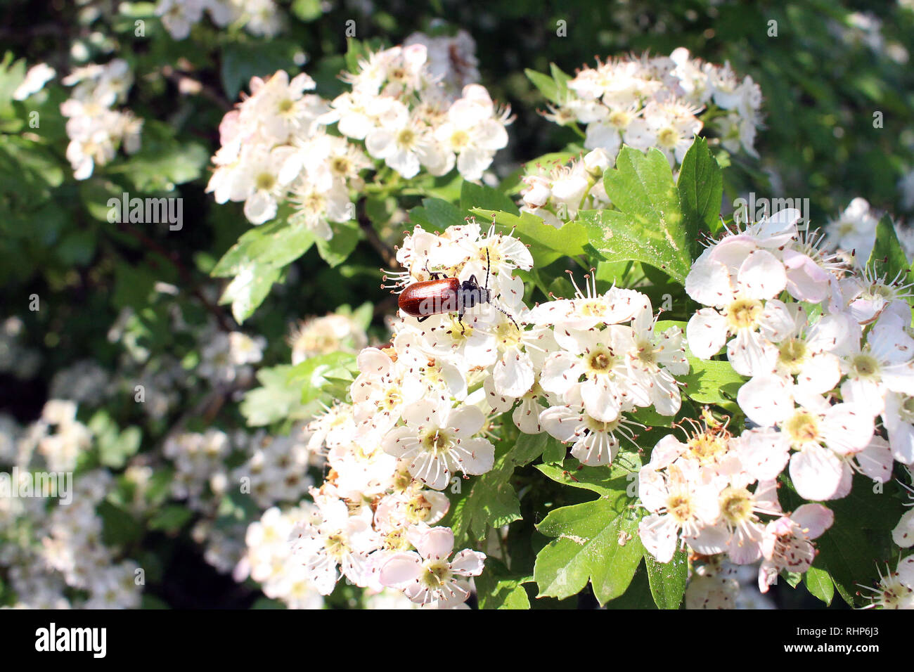 Bündel blühenden Apfelbaum Äste mit einem Kapuziner Rinde auf Sie und im Detail durch eine Lupe vergrößert Stockfoto