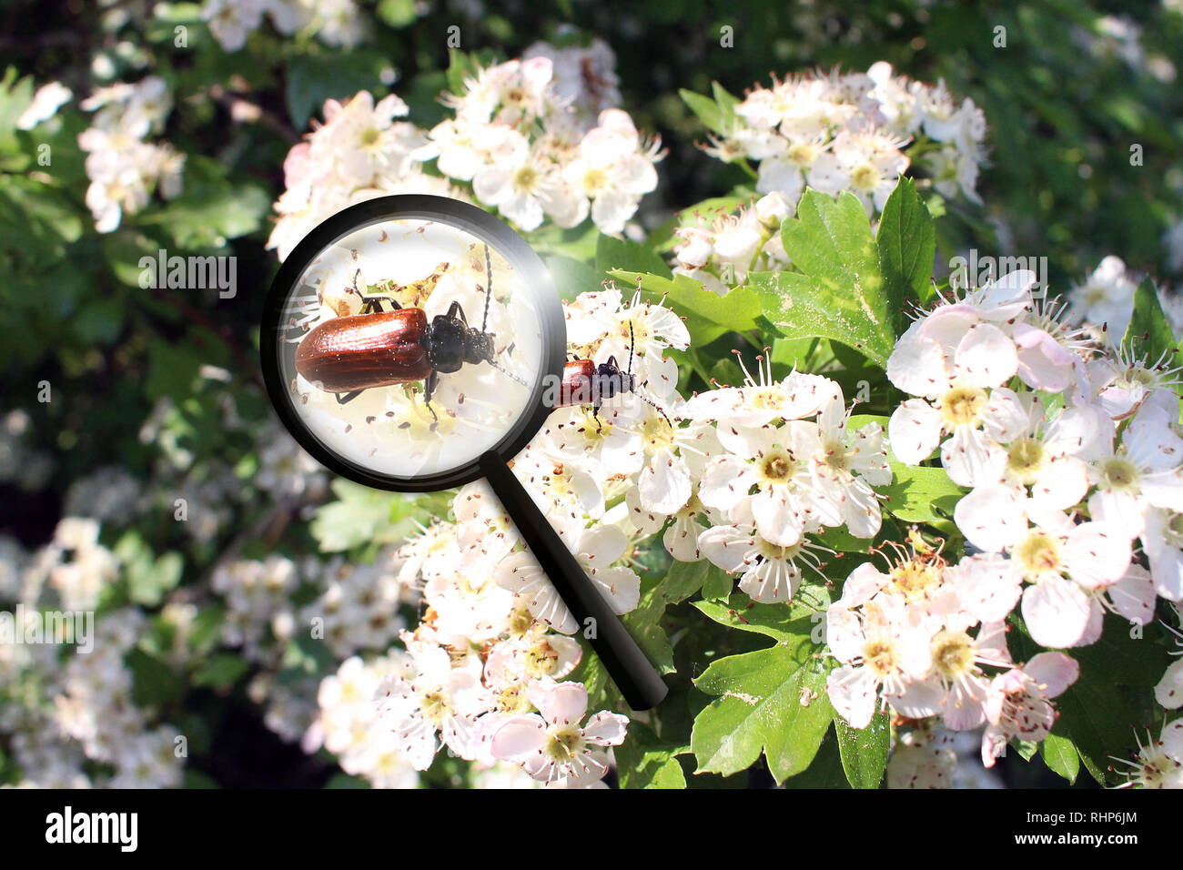 Bündel blühenden Apfelbaum Äste mit einem Kapuziner Rinde auf Sie und im Detail durch eine Lupe vergrößert Stockfoto