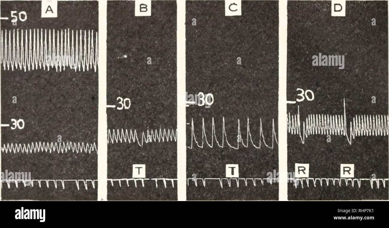 . Die biologische Bulletin. Biologie; Zoologie; Biologie; Meeresbiologie. 12 B. R. LUTZ UND L. C. WYMAX Messungen), und es wurde festgestellt, dass die Flüssigkeit nicht würde der ventralen Aorta aus der Bürette unter 25 cm. Harnstoff - Kochsalzlösung (18,6 mrn. Hg eine plötzliche Zunahme des Drucks von durchschnittlich 10,7 mm. Hg über dem Durchschnitt - ich "Lic vorhandene Druck in der Aorta dorsalis gefunden wurde ein ausreichender Anreiz für kardiale Hemmung (Bild darstellen. 2, B) und in einem Fall ein Unterschied so niedrig wie 3 mm. Hg produziert die Antwort (Abb. 2, C). Obwohl Harnstoff - kochsalzlösung als eine physiologische Lösung sein, so ist ein e Stockfoto