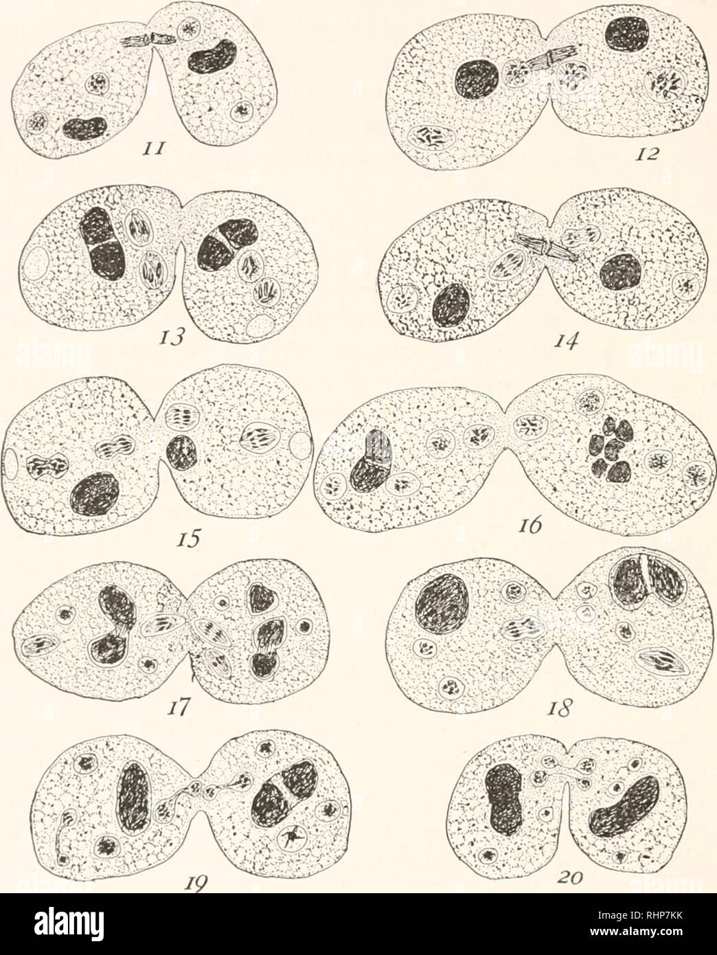 . Die biologische Bulletin. Biologie; Zoologie; Biologie; Meeresbiologie. 3 io GEORGE W. TANNREUTHER.. Abbn. 11-15. Verschiedene Stufen in der zweiten Reifung Division, mit der Methode der Reduktion der Chromosomen. Beide mikronuklei sind geteilt. Abb. 16. Mikronuklei durch die zweite Reifung Division produziert. Der mikronuklei sind in der prophase der dritten Abteilung. Mehr als zwei mikronuklei selten Teilen in die gleiche conjugant. Die macronuclei sind in den ersten Stadien des Zerfalls. Abb. 17. Zwei der Mikronuklei in entweder conjugant sind geteilt. Die anderen sind verschlechtert sich. Die ma Stockfoto