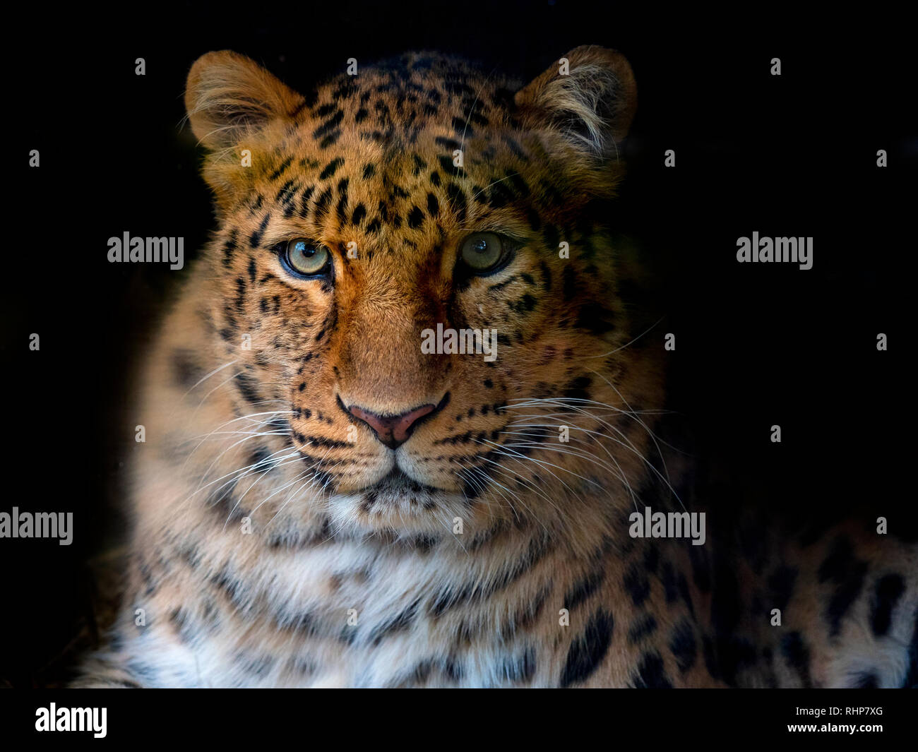 Amur leopard Panthera pardus orientalis CAPTIVE Stockfoto