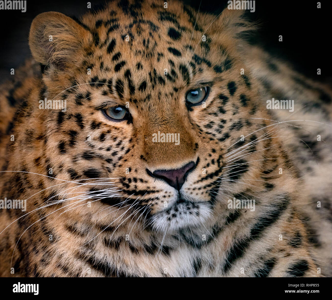 Amur leopard Panthera pardus orientalis CAPTIVE Stockfoto