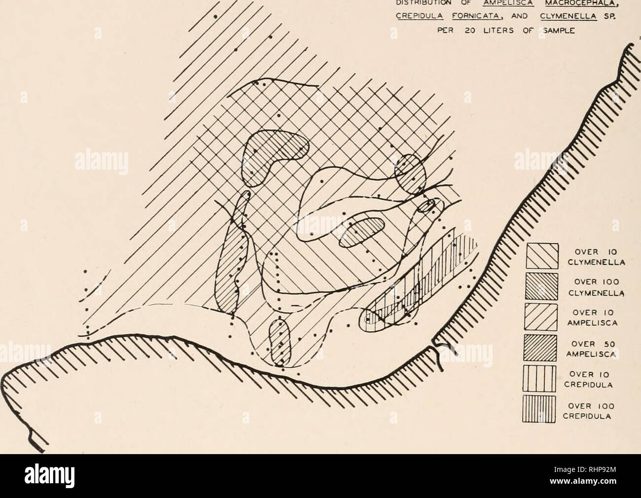 . Die biologische Bulletin. Biologie; Zoologie; Biologie; Meeresbiologie. 92 Richard E. LEE in dieser Zone; in der Erwägung, dass mehrere Organismen (Echinarachnicits Parma, Unciola irrorata, Scolopolos fragilis) waren auch in der groben Sand unten in Zone 1 gefunden, viel flacher Tiefe. Verteilung der AMPELISCA MACROCEPHALA. rORNICATA. Und CLYMENELLA SP. 20 LITER oder Muster. Über IO-CLYMENELLA über IOO CLYMENELLA über IO-AMPELISCA ÜBER 50 AMPELISCA ÜBER 10 CREPIDULA über IOO CHEPIDULA GRAFIK 4. Die Verteilung der drei wichtigsten zahlreiche wirbellose Tiere in Menemsha Bucht. Die Regionen, in denen eine Gemeinsame org Stockfoto