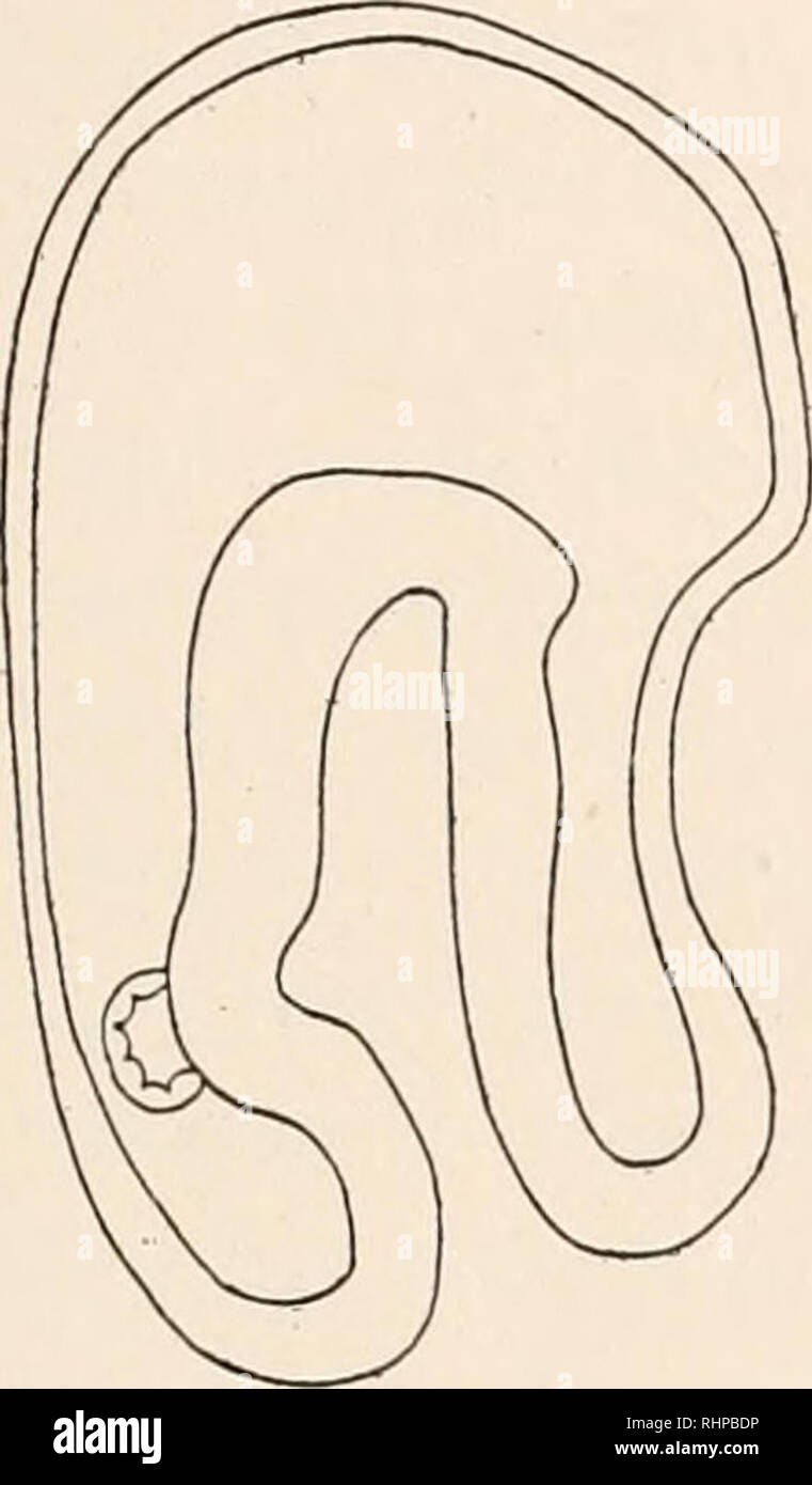 . Die biologische Bulletin. Biologie; Zoologie; Biologie