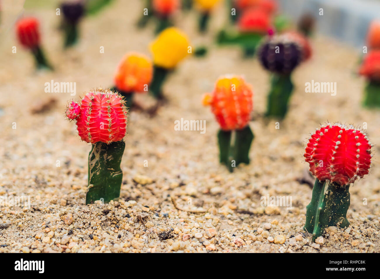 Mond Kaktus oder Gymnocalycium mihanovichii, die Mutante Cactus Gepfropft  auf Hylocereus Wurzelstock Makro Nahaufnahme Hintergrund von Cactus  Pigmentierung Dornen Stockfotografie - Alamy