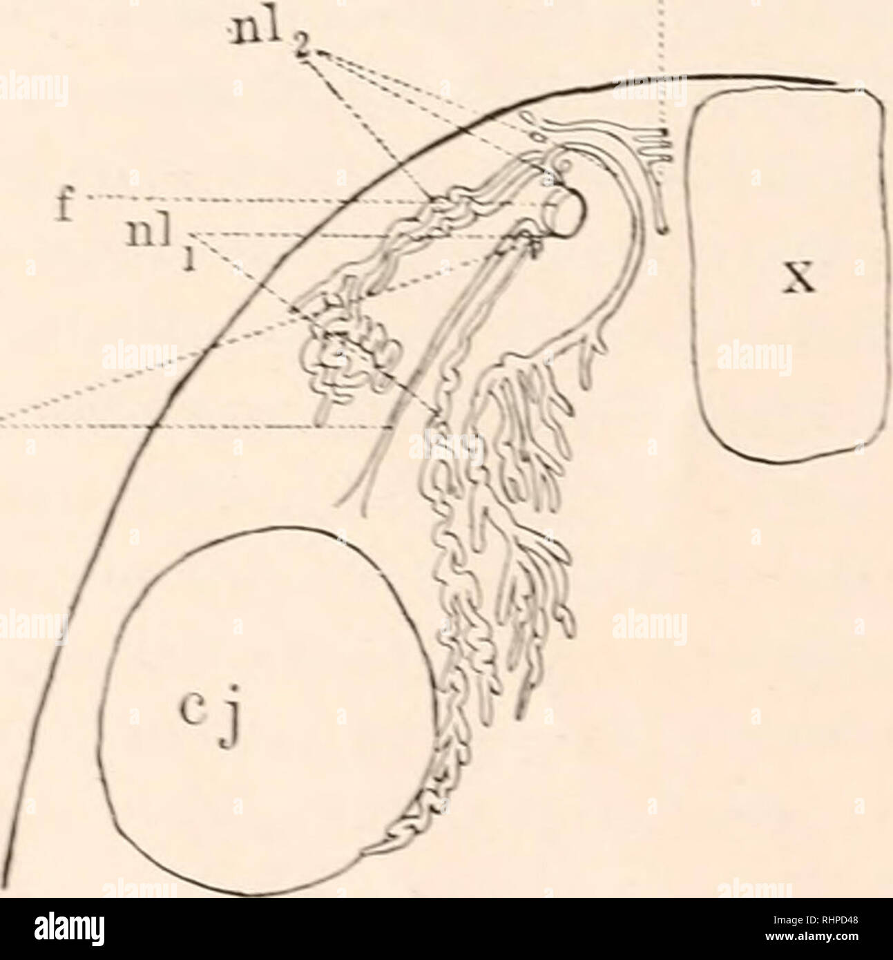 . Die biologische Bulletin. Biologie; Zoologie; Biologie; Meeresbiologie. IO-INEZ L. YHIPPLE. Etwas. Damit Plctlicdon der Nut wird allmählich weniger ausgeprägt und schließlich und ist auf der Oberfläche von einem leichten labialen Eminenz verloren. o Ich die Drüsen durch Zerlegung in mehrere Arten gearbeitet haben. Sie alle zeigen die gleichen allgemeinen Charakter, und die Position der Öffnungen der zwei besonders große Drüsen mit Bezug auf den naris ist praktisch konstant und ähnlich wie in Niedersachsen (/// und':.', der Zahlen). Die Lage der Rest der Öffnungen ist schwer zu d Stockfoto