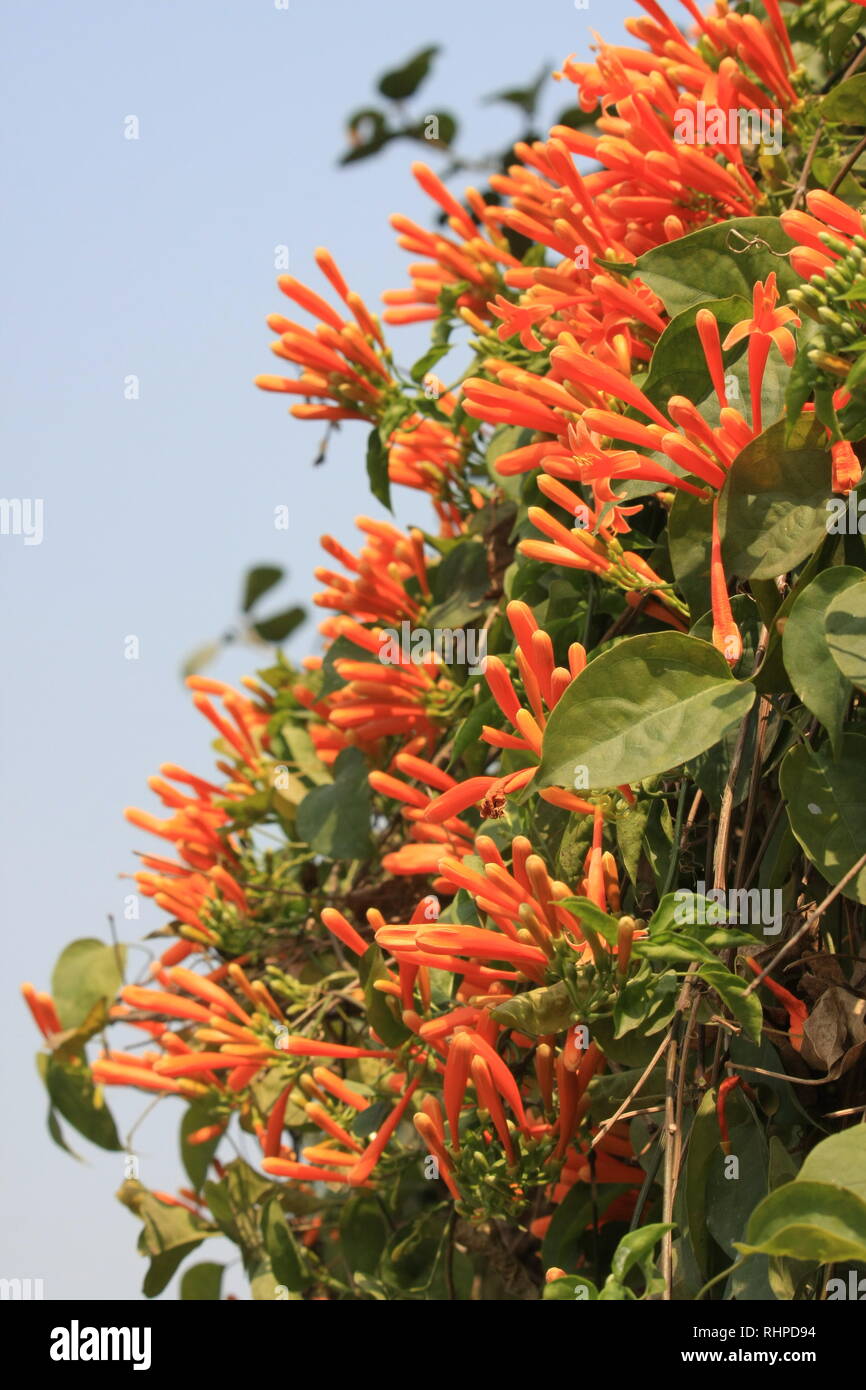 Orange Geißblatt Blumen im Park wächst Stockfoto