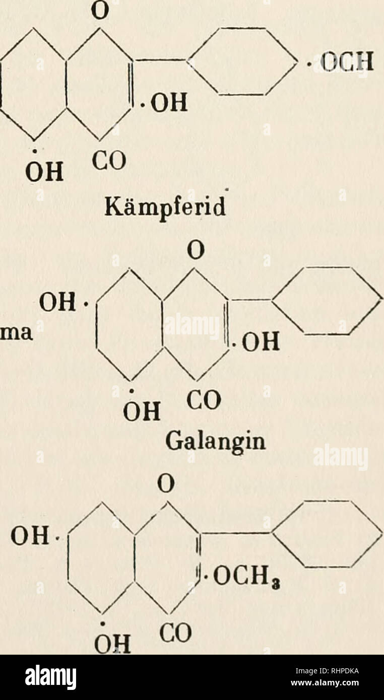 . Biochemie der Pflanzen. Pflanzenphysiologie; Botanische Chemie. Â OH OH KÃ¤mpferoi Das Galangin CisHioOs entspricht dem Schema Galanginmethylester ist wahrscheinlich:. 1) Brandes, Lieb. Ann., i, 8, 81 (1839). - 2) E.Jahns, Ber. Ehem. Ges., 14, 2807. 2385 (1881). Â 3) G. Testoni, Gazz. Chim. ital., 30, II, 327 (1900). Â 4) F. Herstein u. Kostanecki, Ber. Ehem. Ges., 32, 318 (1899). Ciamician U. Silber, Ebenda, 861 u. 995. Synthese: Kostanecki, Lampe u. Tambor, ebenda, 37, 2096 (1904). Bitte beachten Sie, dass diese Bilder aus gescannten Seite Bilder, die digital verbessert worden sein kann f extrahiert werden Stockfoto