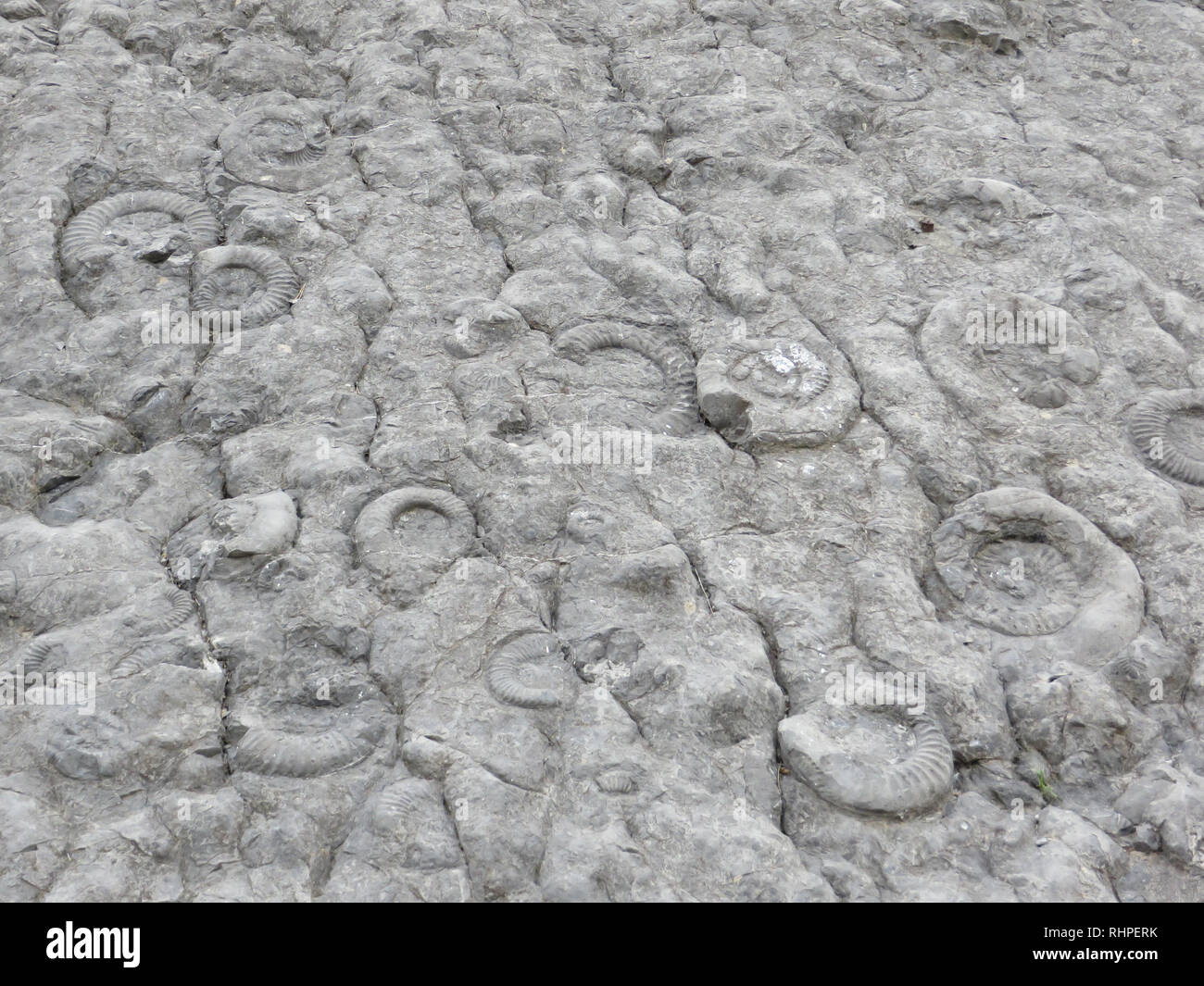 Fossilien im La dalle à Ammoniten Stockfoto