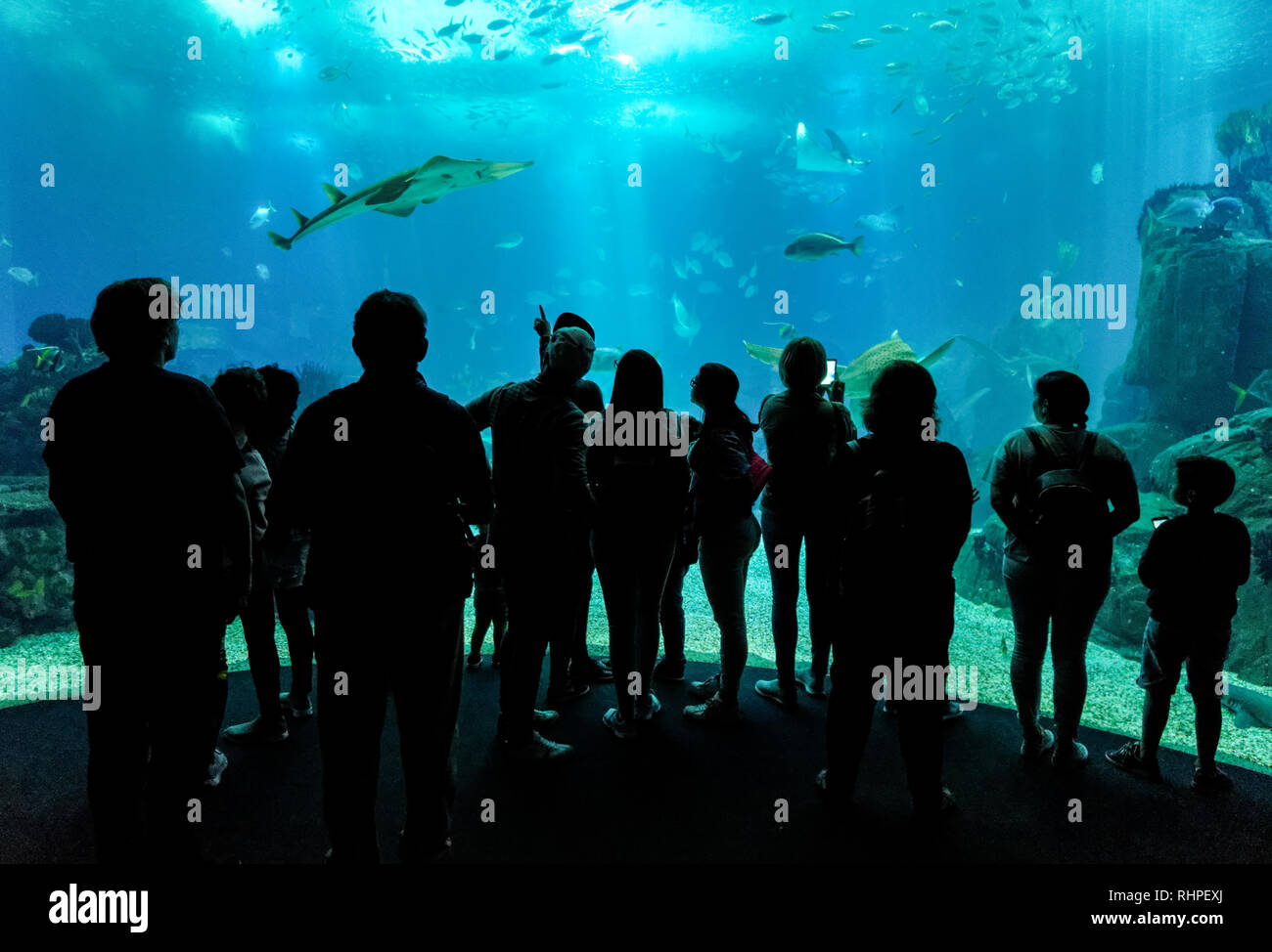 Touristen, die in der Lissabonner Ozeanarium, Lissabon, Portugal Stockfoto