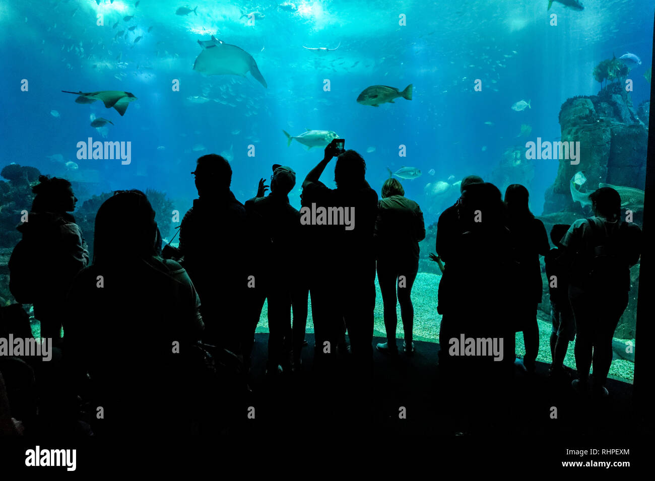 Touristen, die in der Lissabonner Ozeanarium, Lissabon, Portugal Stockfoto