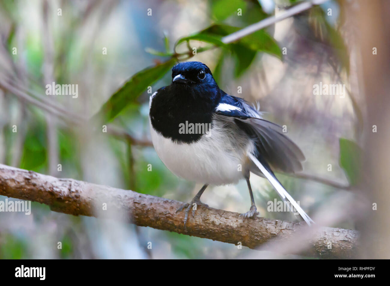 Vogel Madagaskar Magpie Robin, Copsychus albospecularis, thront auf einem Zweig vor einem grünen Hintergrund. Ankarafantsika Nationalpark, Madagaskar Stockfoto