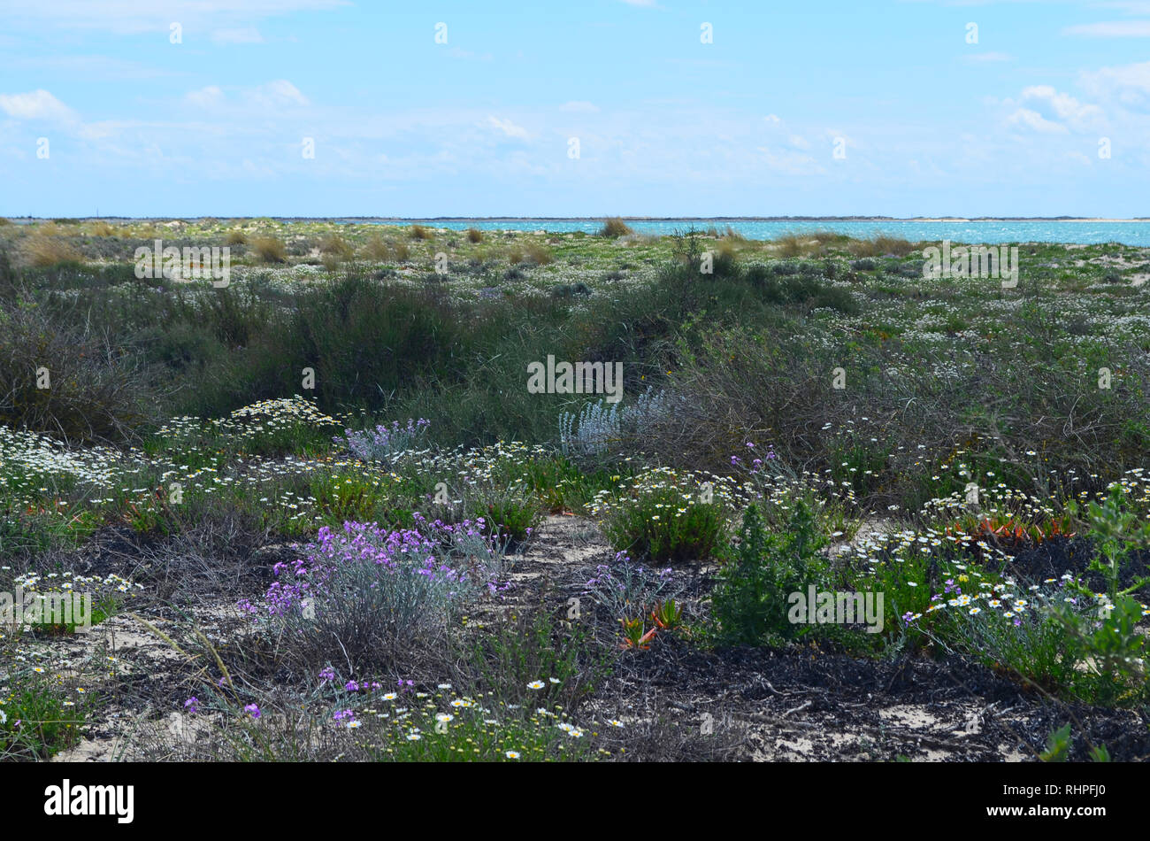 Salzwiesen in Armona Insel, Teil des Naturparks Ria Formosa an der Algarve Region des südwestlichen Portugal Stockfoto