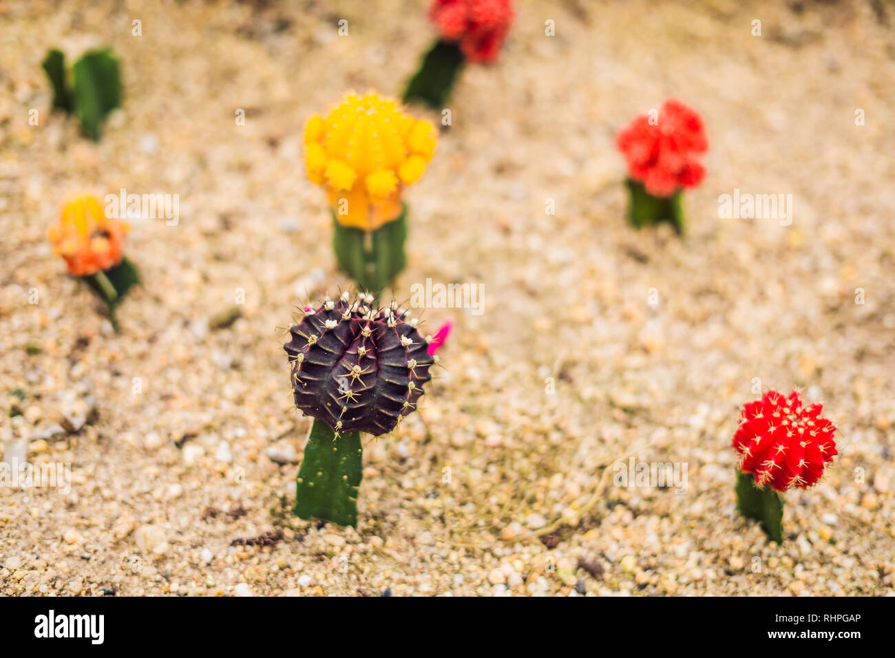 Mond Kaktus oder Gymnocalycium mihanovichii, die Mutante Cactus Gepfropft  auf Hylocereus Wurzelstock Makro Nahaufnahme Hintergrund von Cactus  Pigmentierung Dornen Stockfotografie - Alamy
