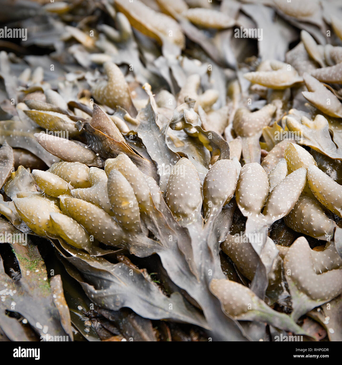 Blase Rack Fucus Vesiculosus Ein Meer Algen Aus Dem Atlantik Stockfotografie Alamy