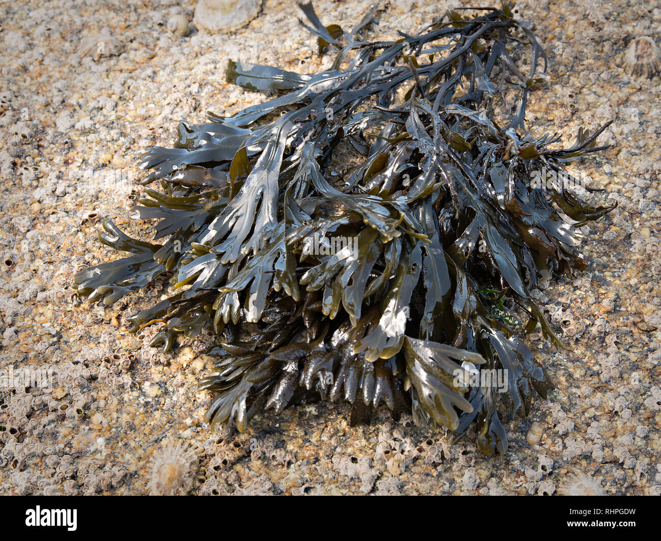 Blase Rack, Fucus vesiculosus ein Meer Algen aus dem Atlantik. Galicien Spanien Stockfoto