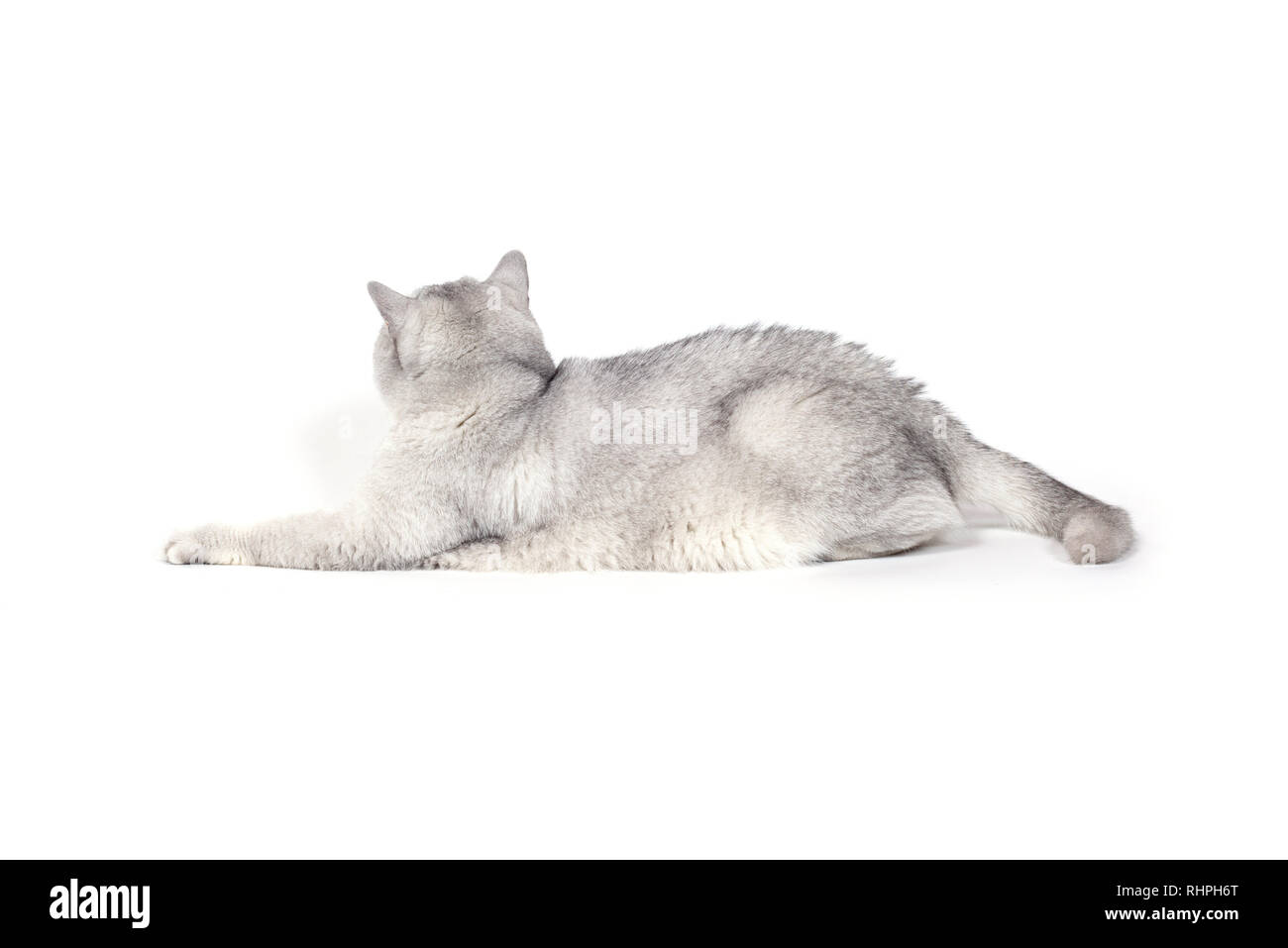 Britische Lorthair smoky Katze isoliert auf weißem liegen entspannt und drehte sich weg von der Kamera. Stockfoto