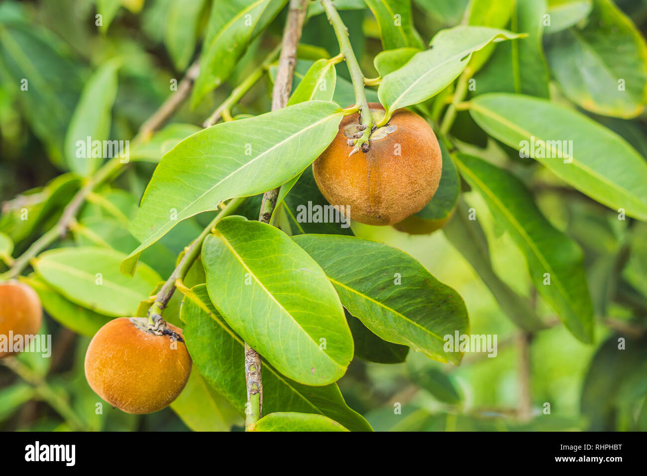 Persimone Baum und Samt persimmon Kontrast schön mit ihren grünen Blättern Stockfoto