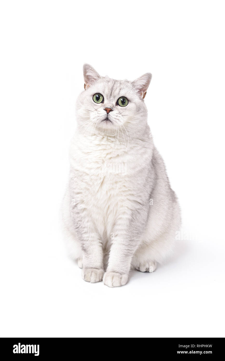 Britische Lorthair smoky Katze isoliert auf weißem wartet. Stockfoto