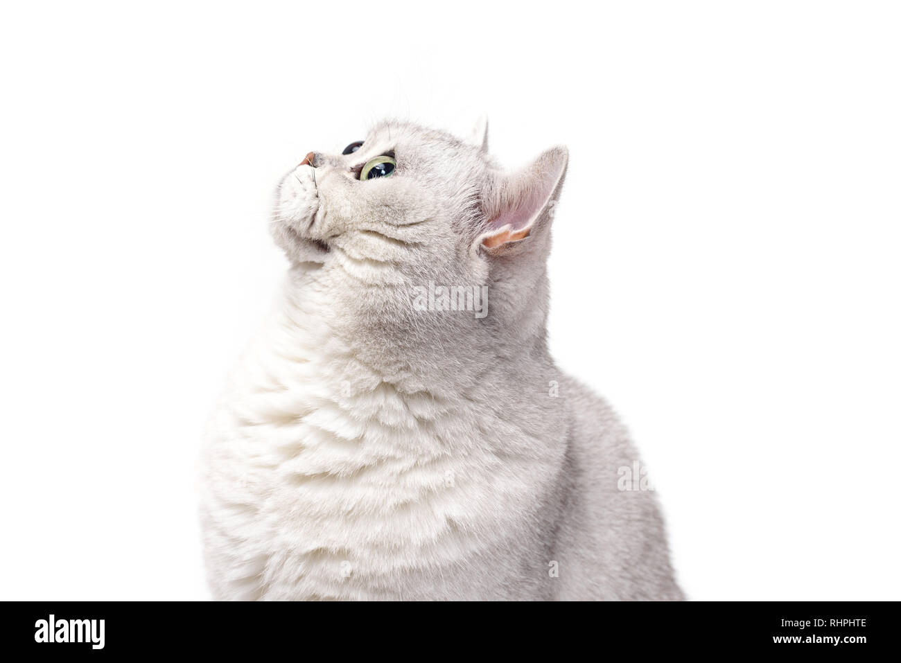 Britische Lorthair smoky Katze isoliert auf weißem wartet. Stockfoto