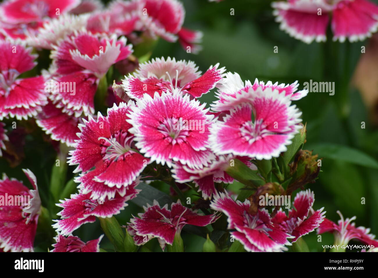 Blumen Stockfoto