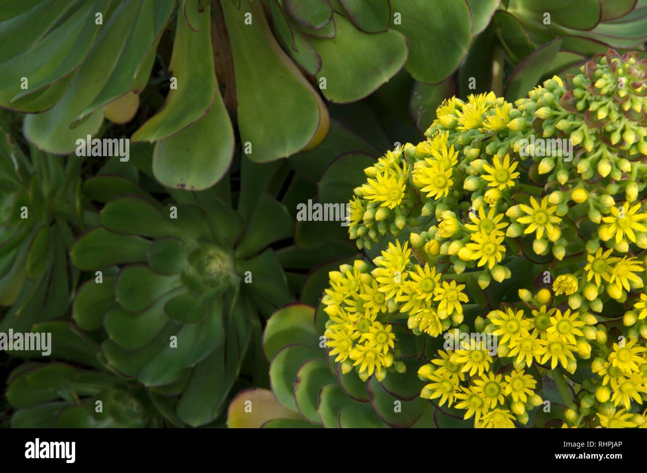 Die Blumen auf dieser Aeonium Arboreum Sukkulenten in San Francisco, CA