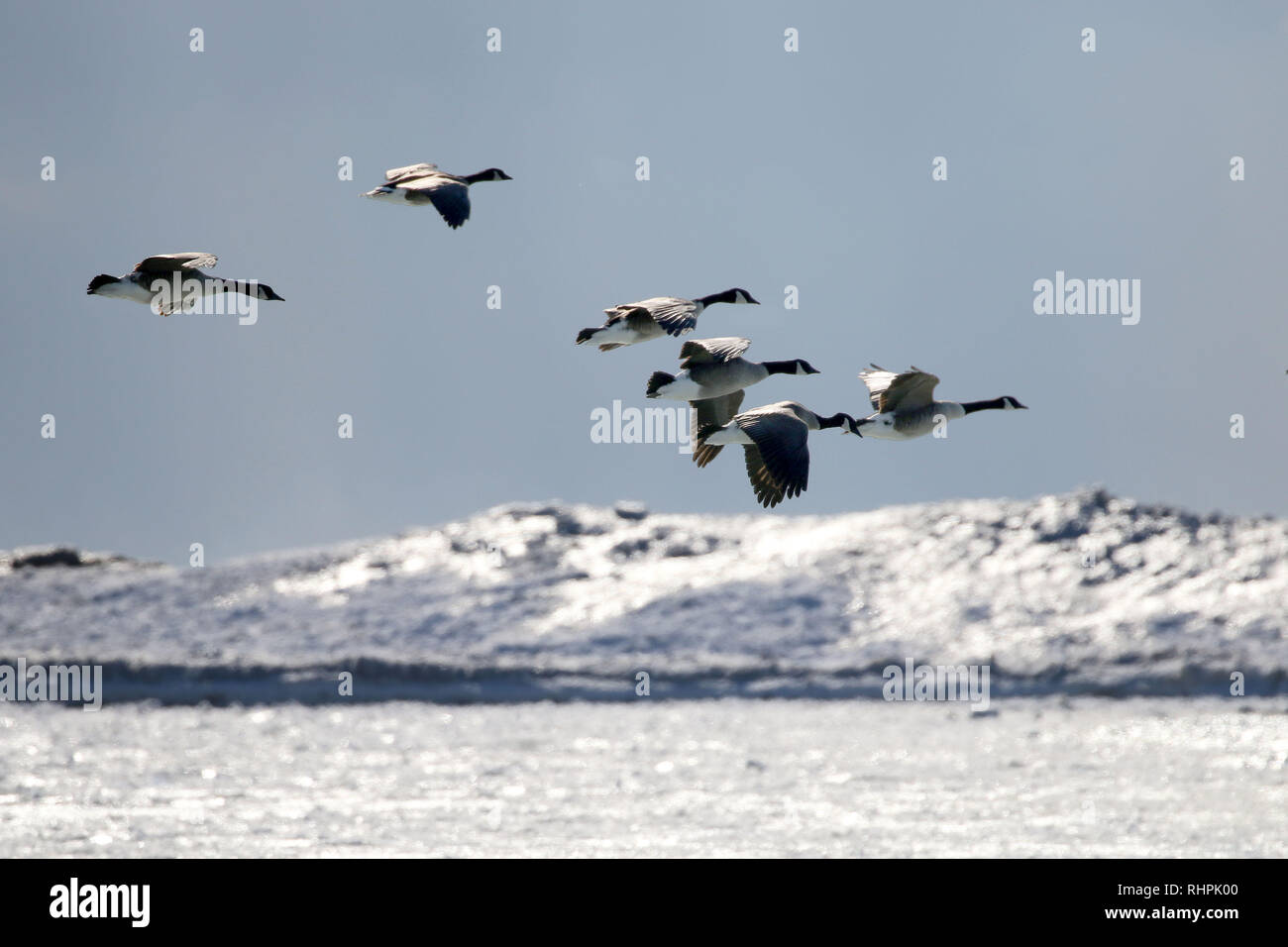 Gänse aus Kanada, die zu einer Landung kommen Stockfoto