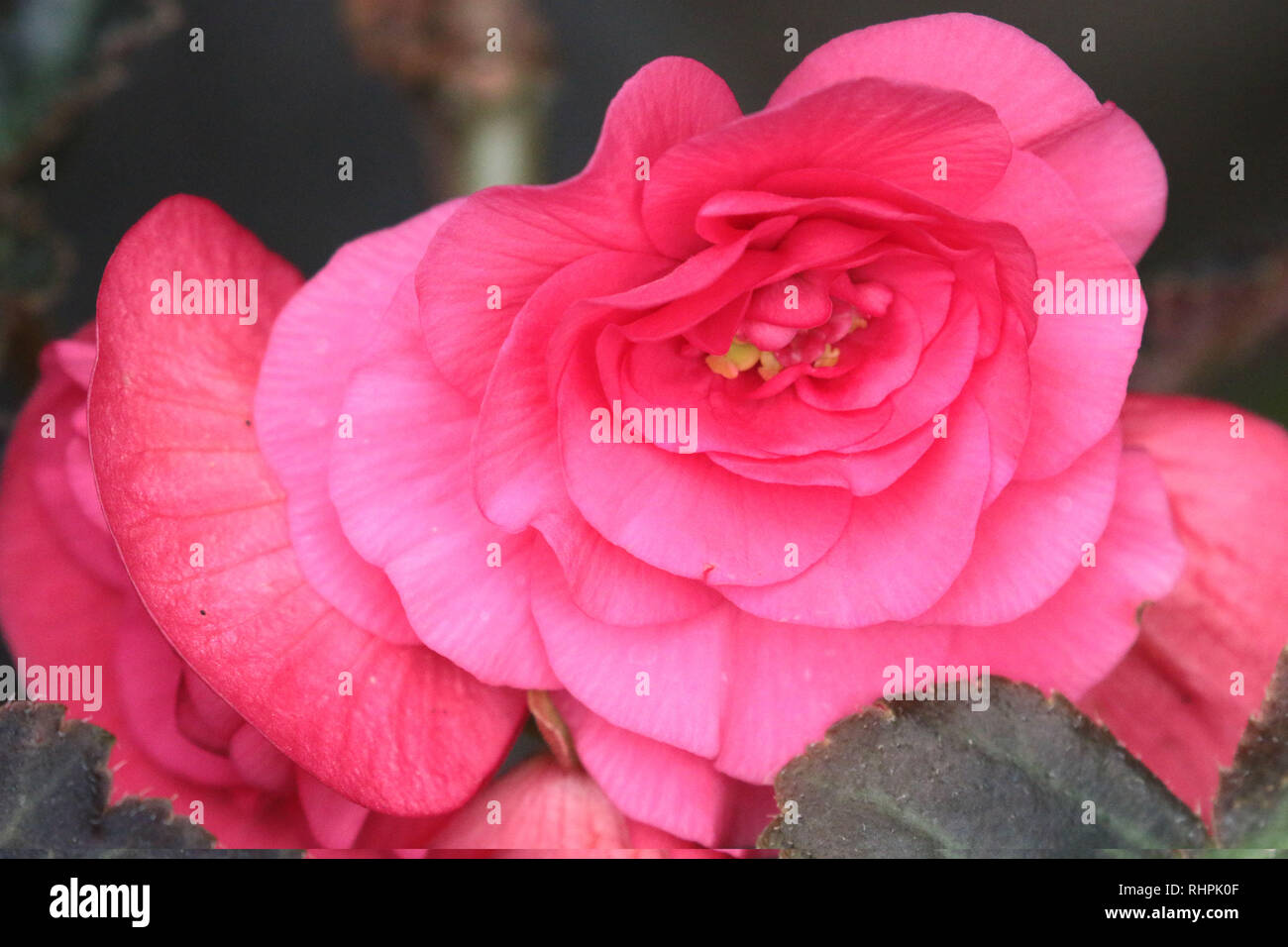 Blumen in einer Gartenbegonie Stockfoto