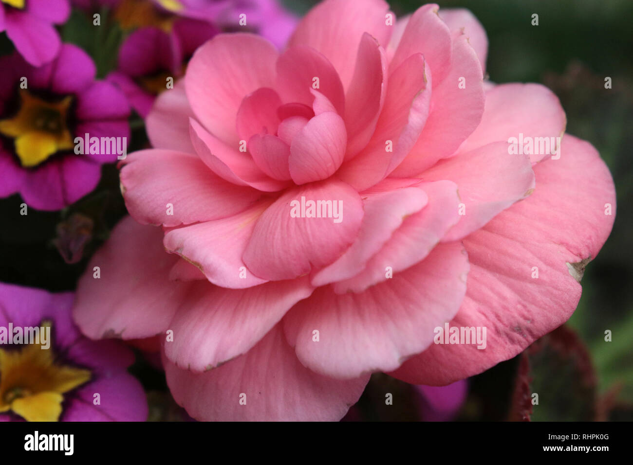 Blumen in einer Gartenbegonie Stockfoto
