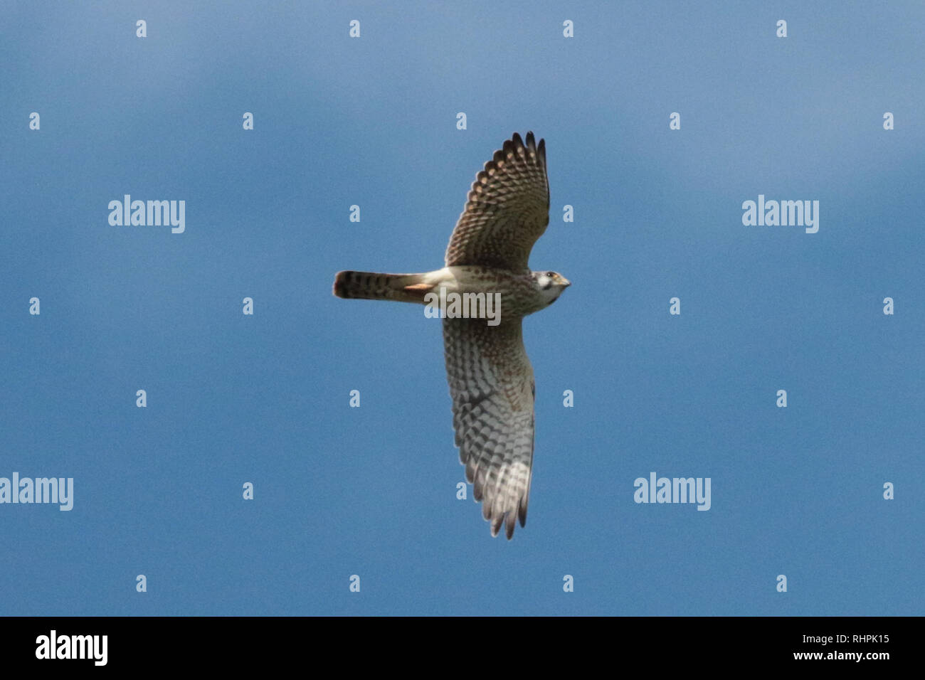 Kestrel im Flug über Oshawa Ontario Stockfoto