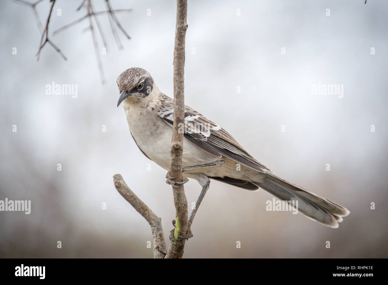 Mockingbird auf Galapagos. Stockfoto
