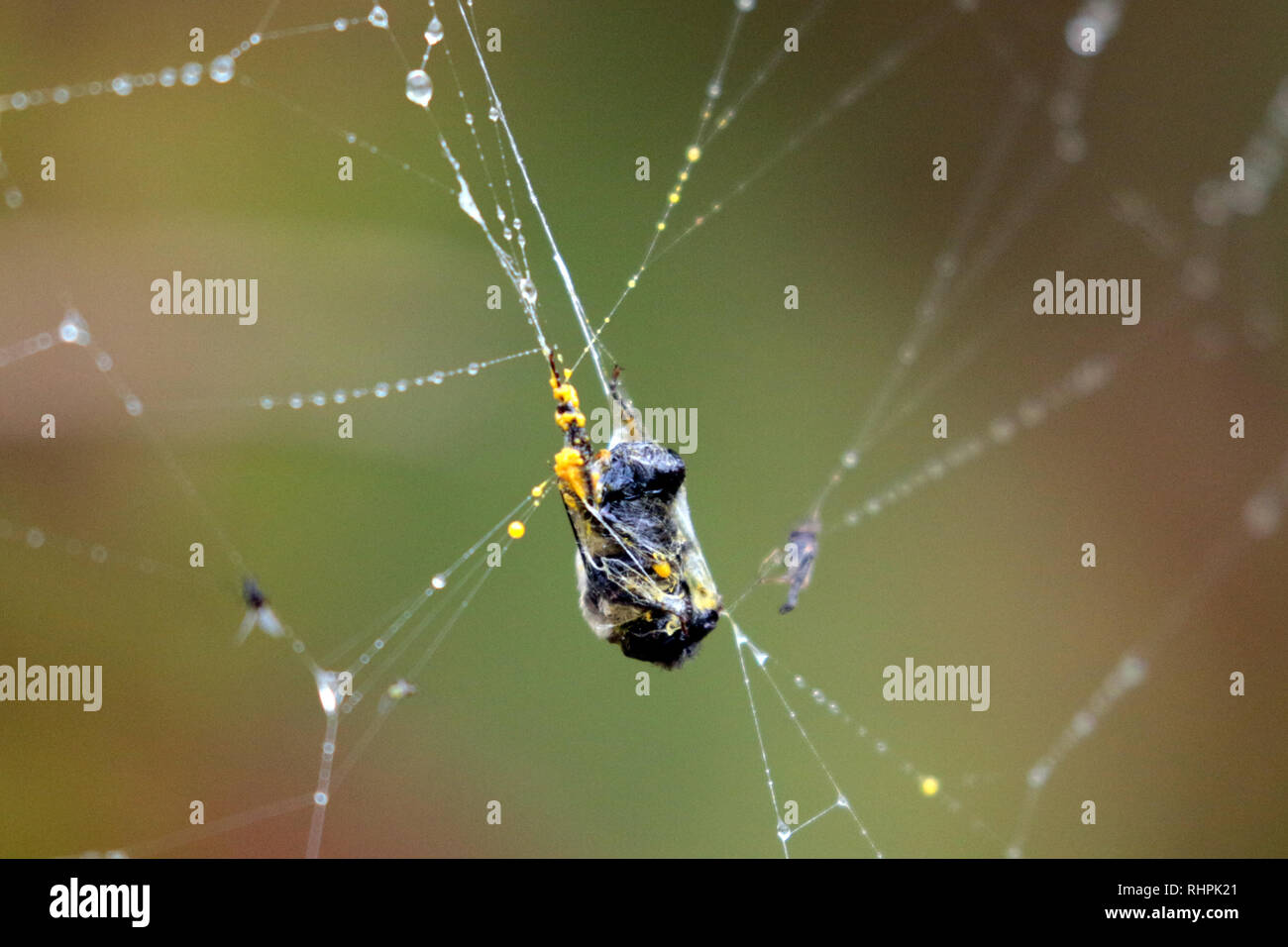 Unglückliche Bumblee durch Spinnennetz gefangen Stockfoto