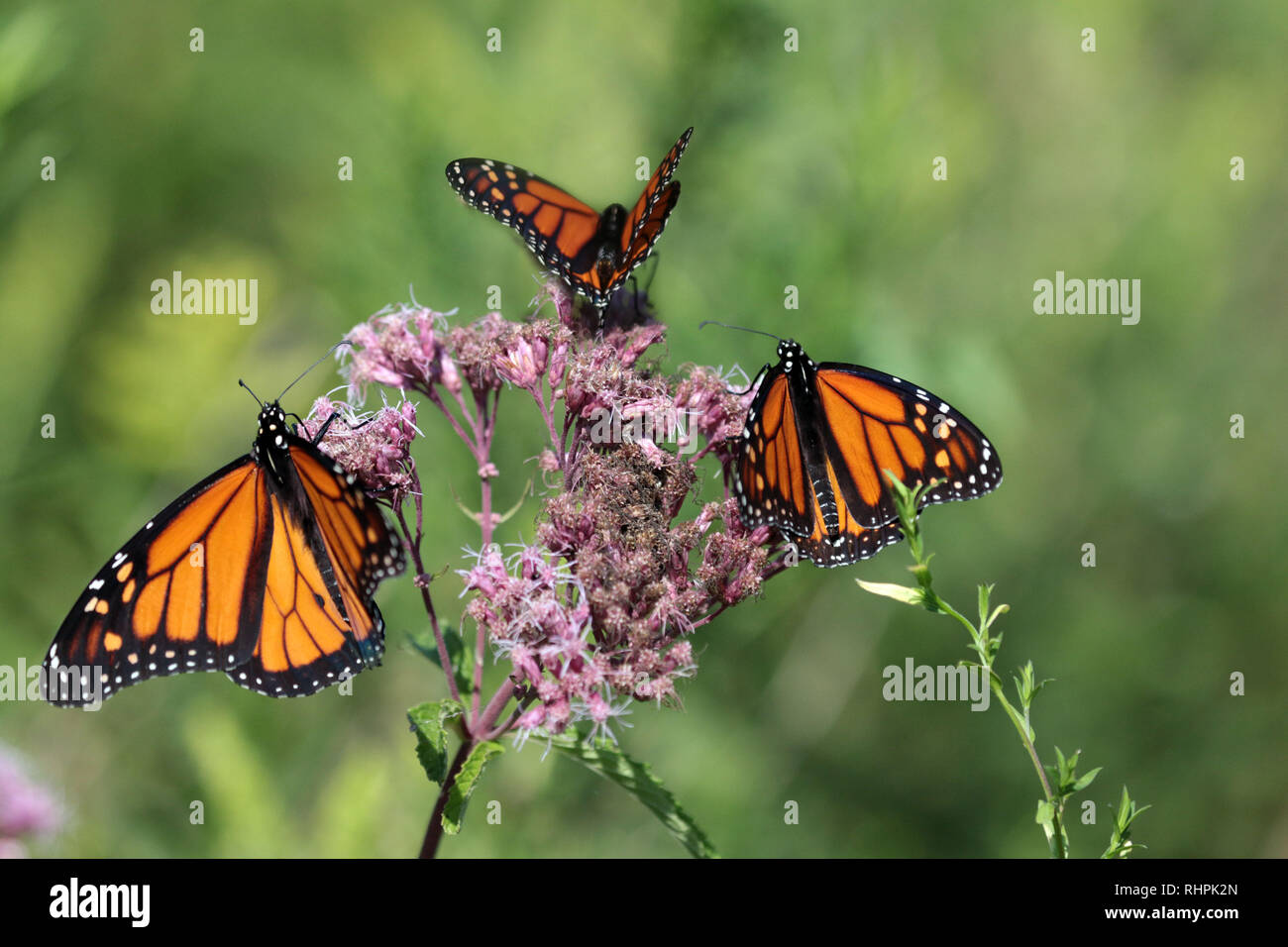 Monarch auf Blume Stockfoto