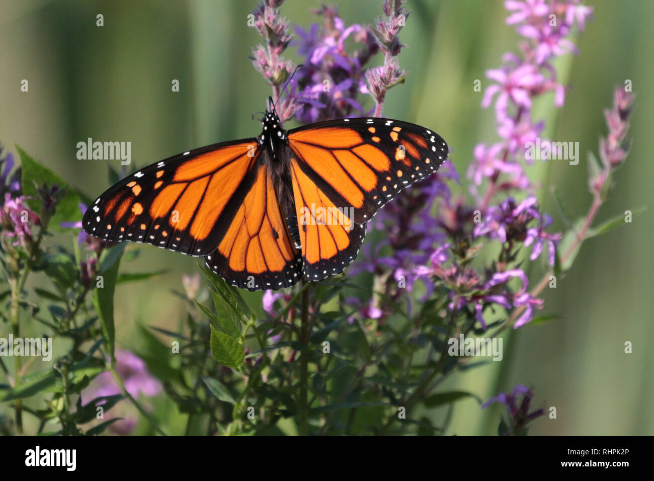Monarch auf Blume Stockfoto