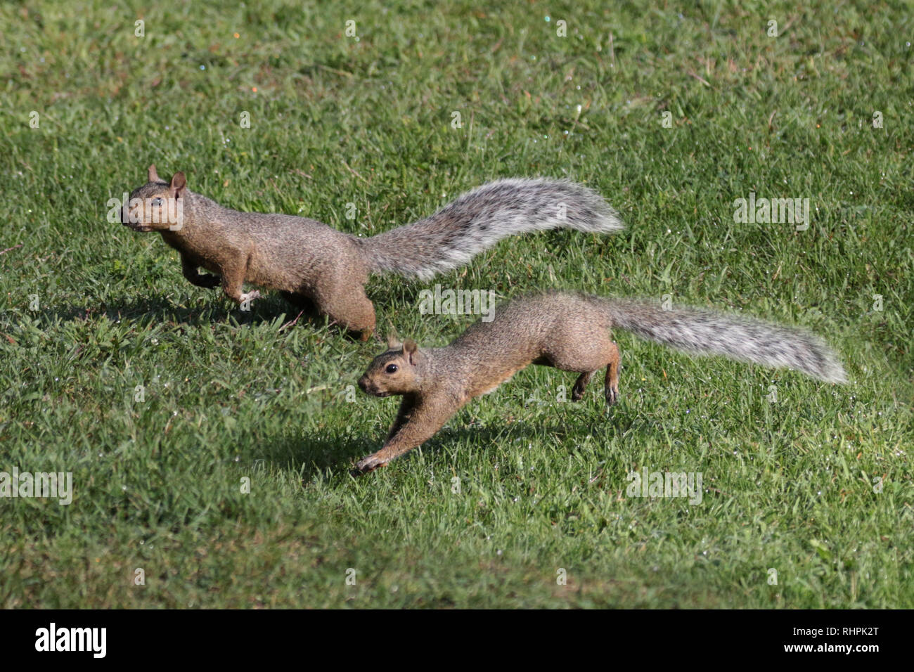 Zwei graue Eichhörnchen auf Rasen Stockfoto