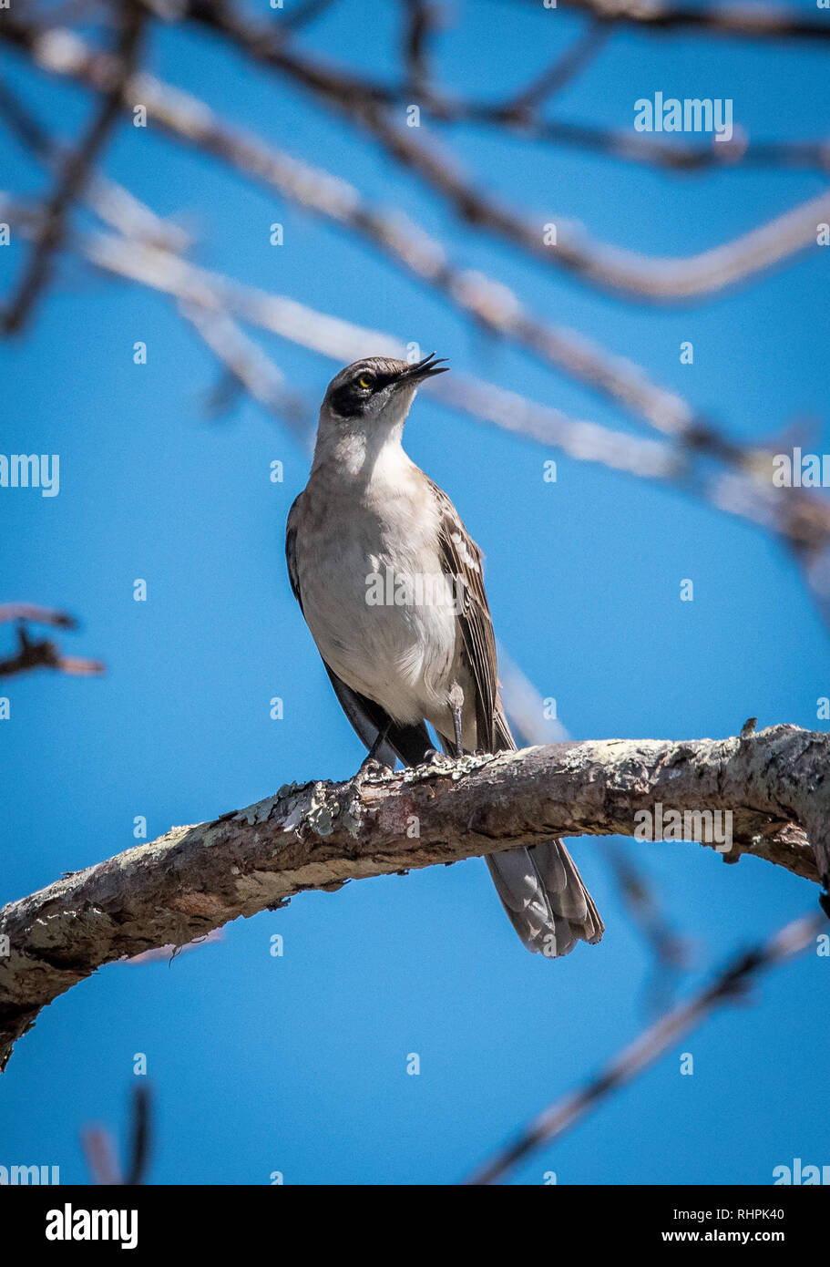 Mockingbird auf Galapagos. Stockfoto