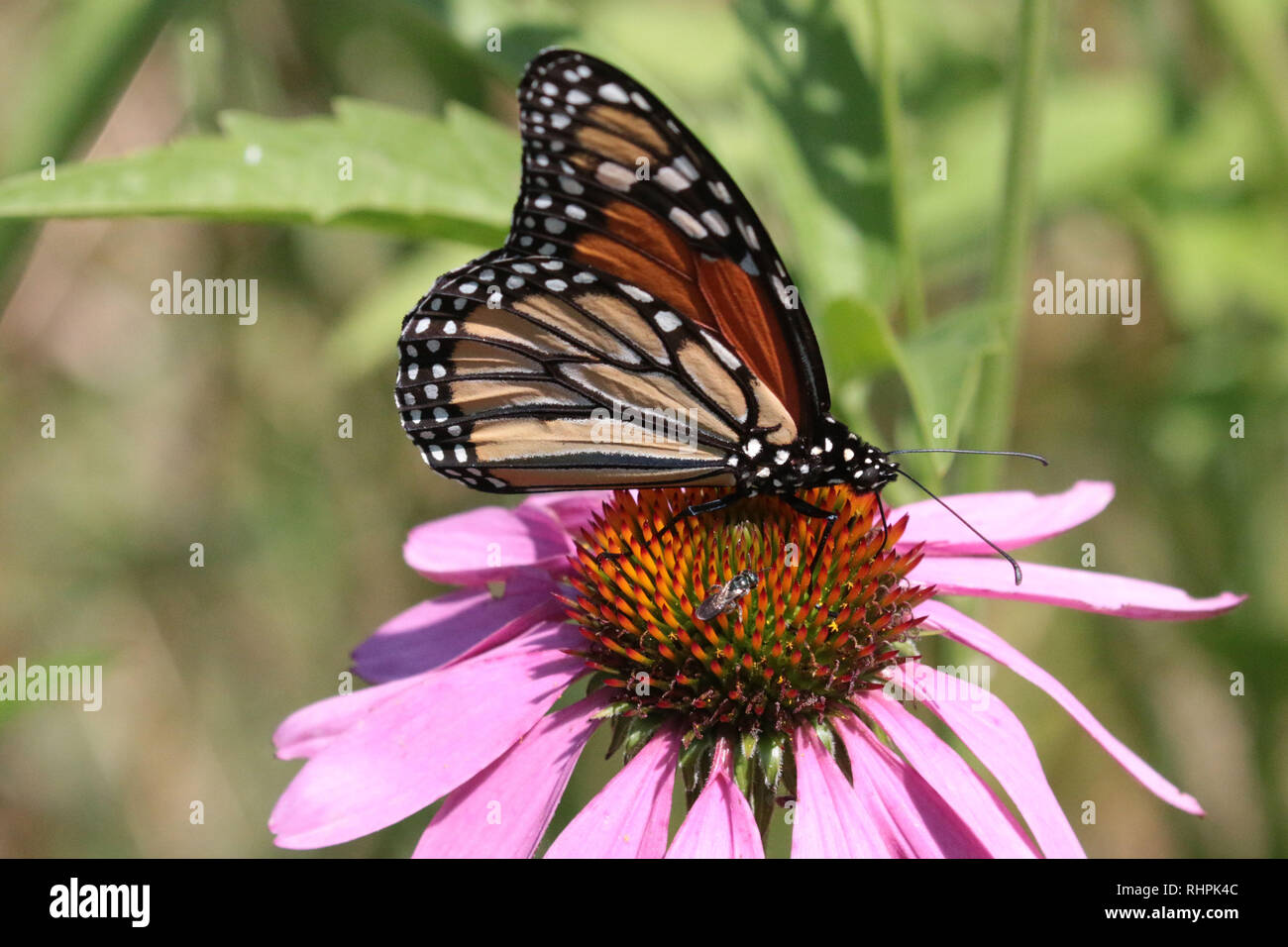 Monarch auf Blume Stockfoto