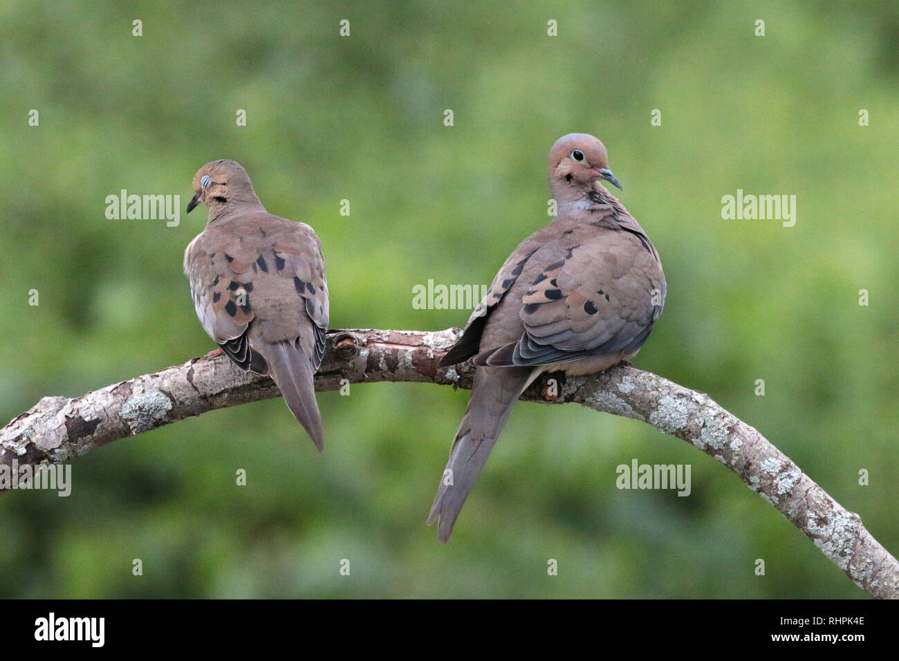 Zwei Trauer Tauben auf Zweig Stockfoto