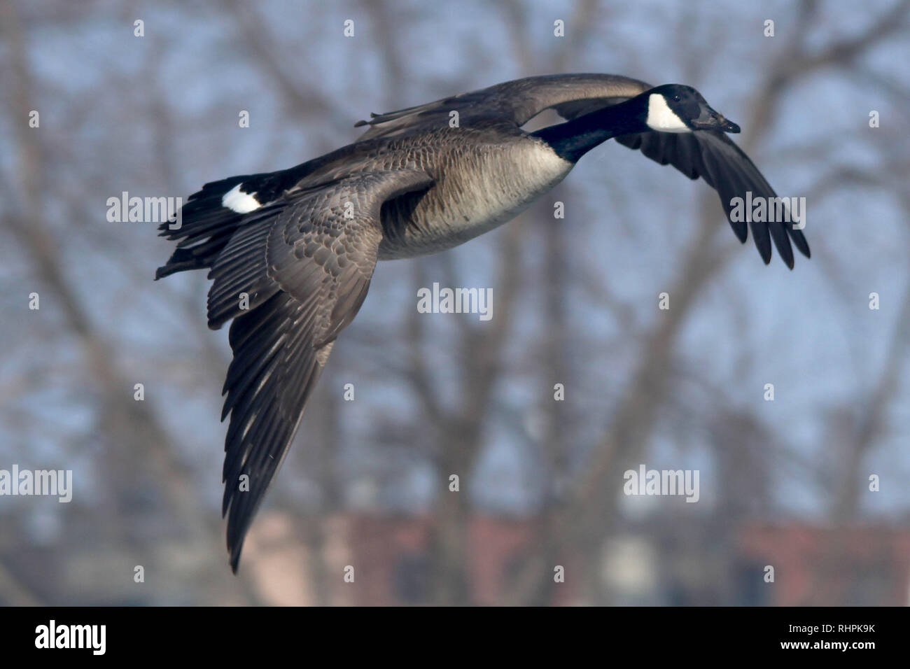 Canada Gans am Seeufer Stockfoto