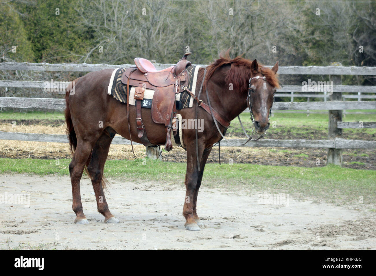Ältere Quarter horse Wallach Stockfoto