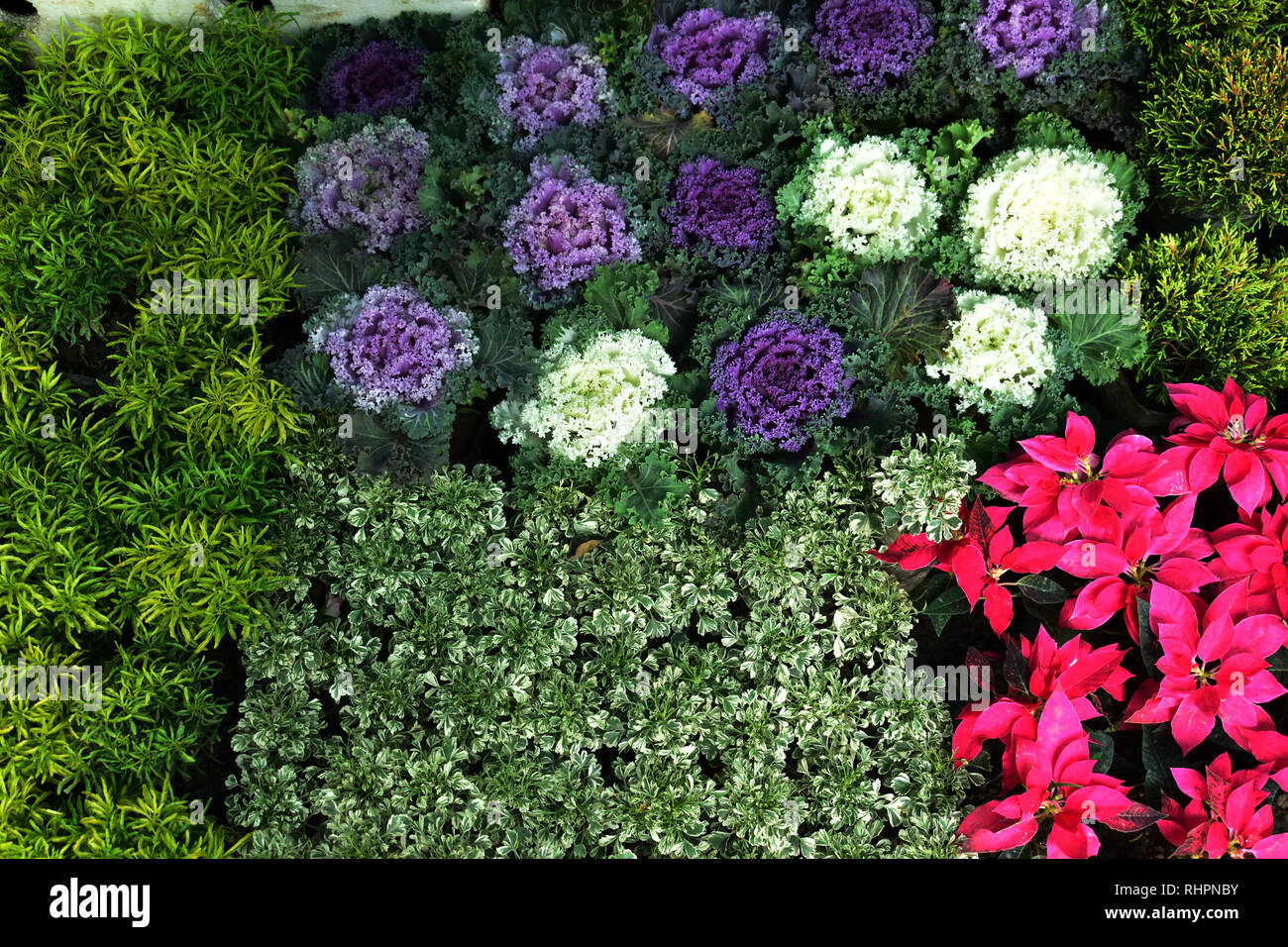 Schöne Blume blühen an den Blumenmarkt. Stockfoto