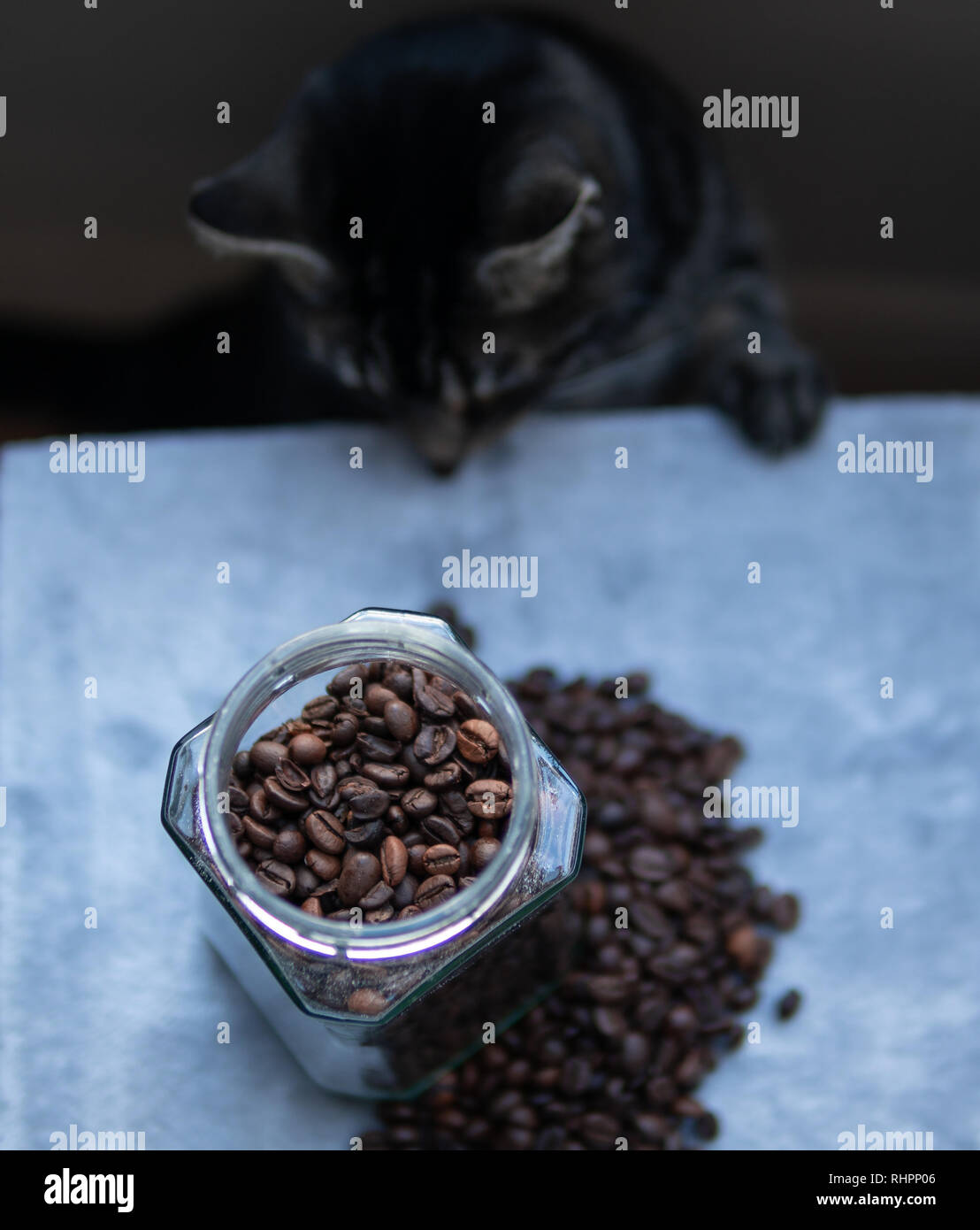 Katze riecht frisch Glas mit Kaffeebohnen Stockfoto