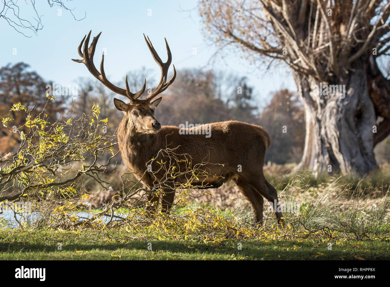 Rotwild durchstreifen über Royal Parks Stockfoto