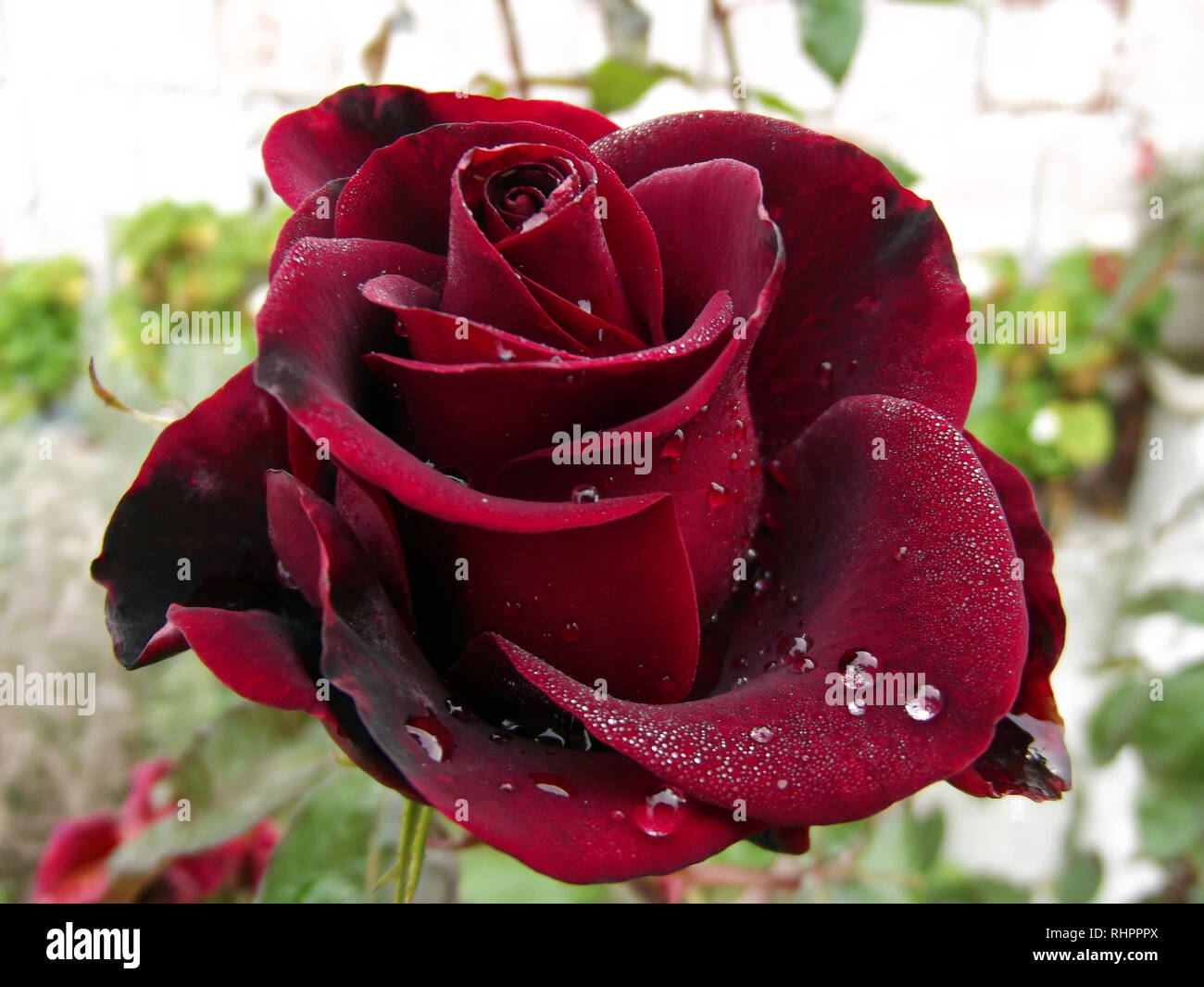 Große Dunkle rote Rose Tropfen Wasser Stockfoto